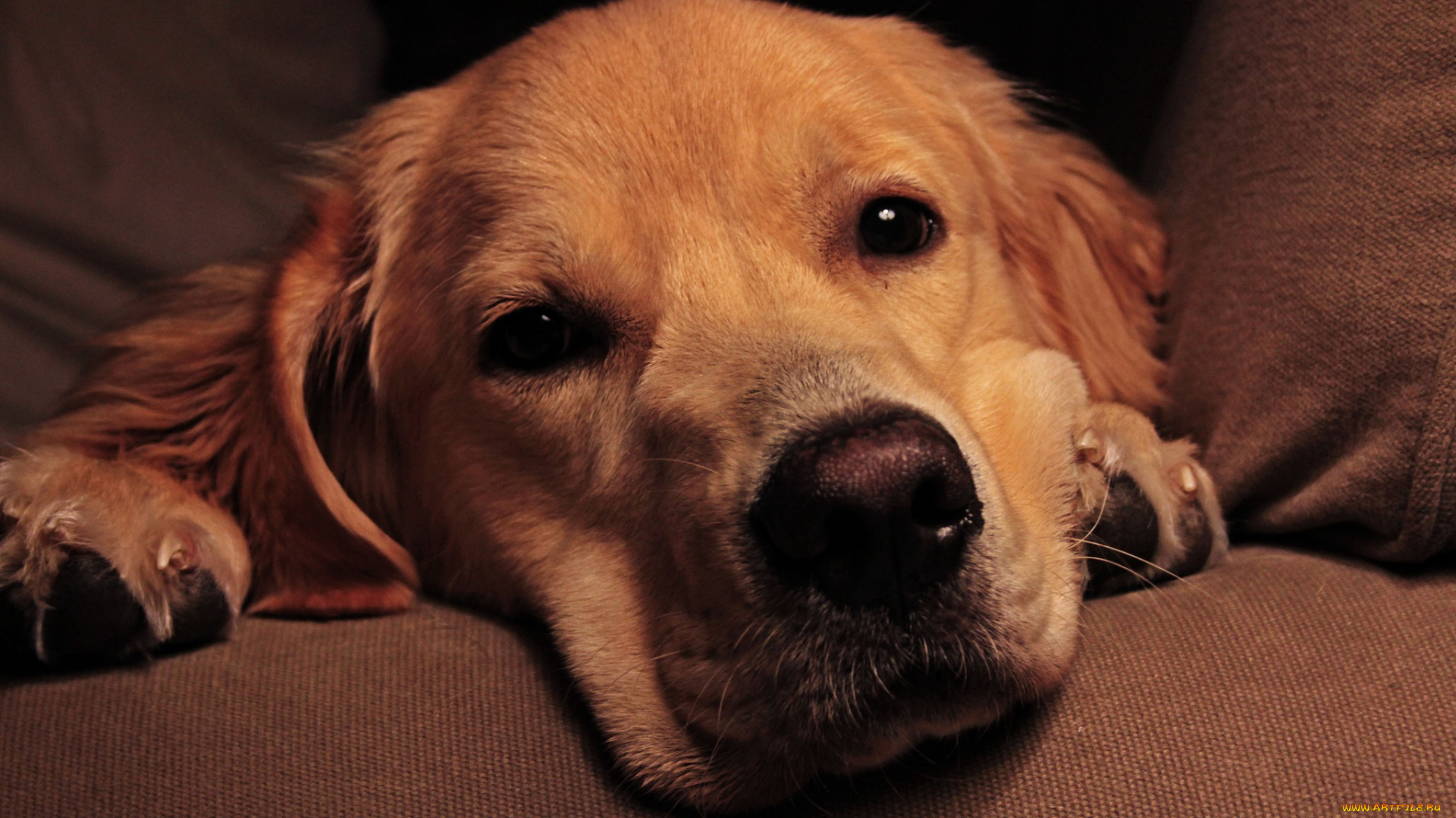 животные, собаки, собака, морда, взгляд