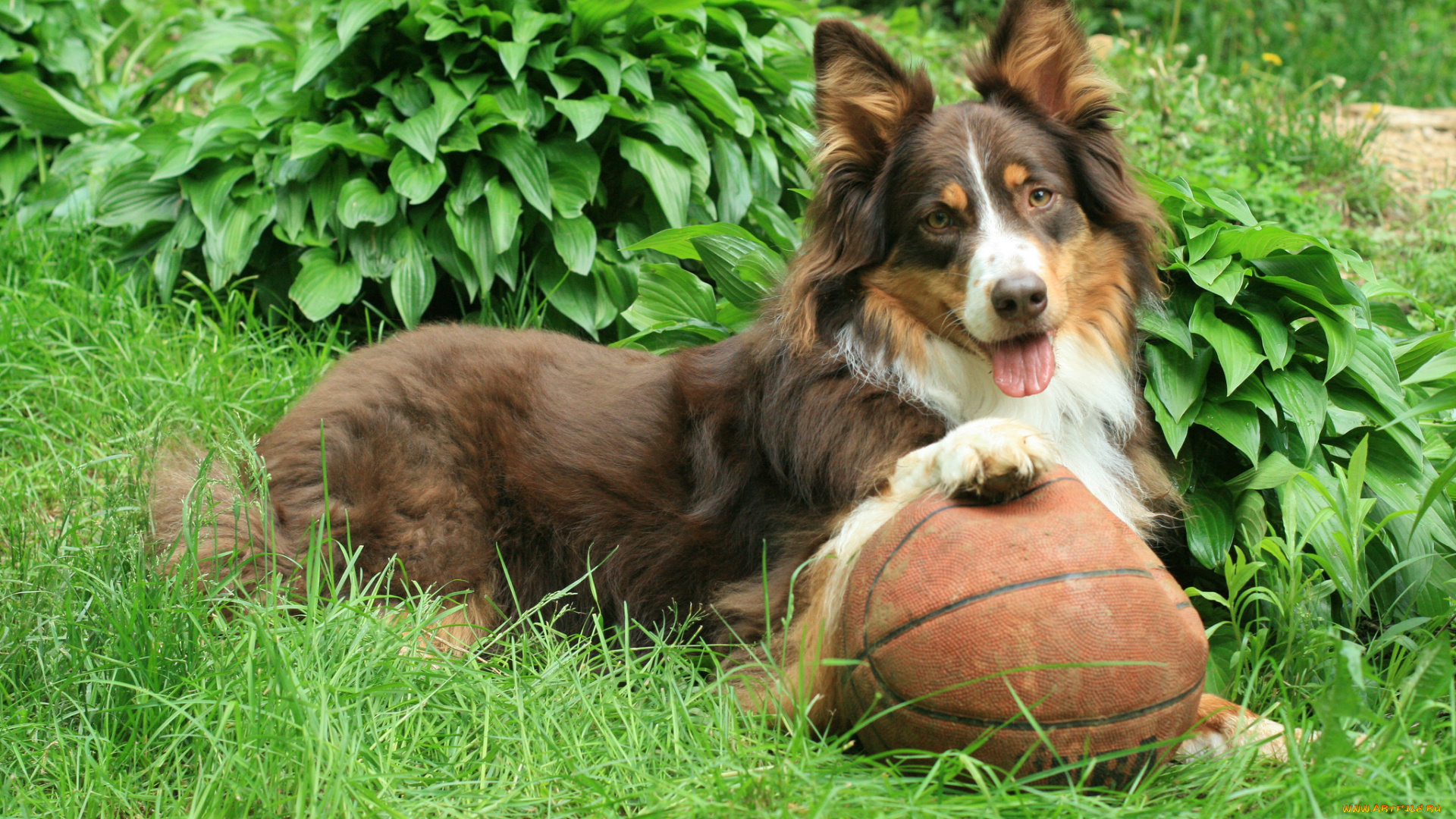 животные, собаки, собака, мяч