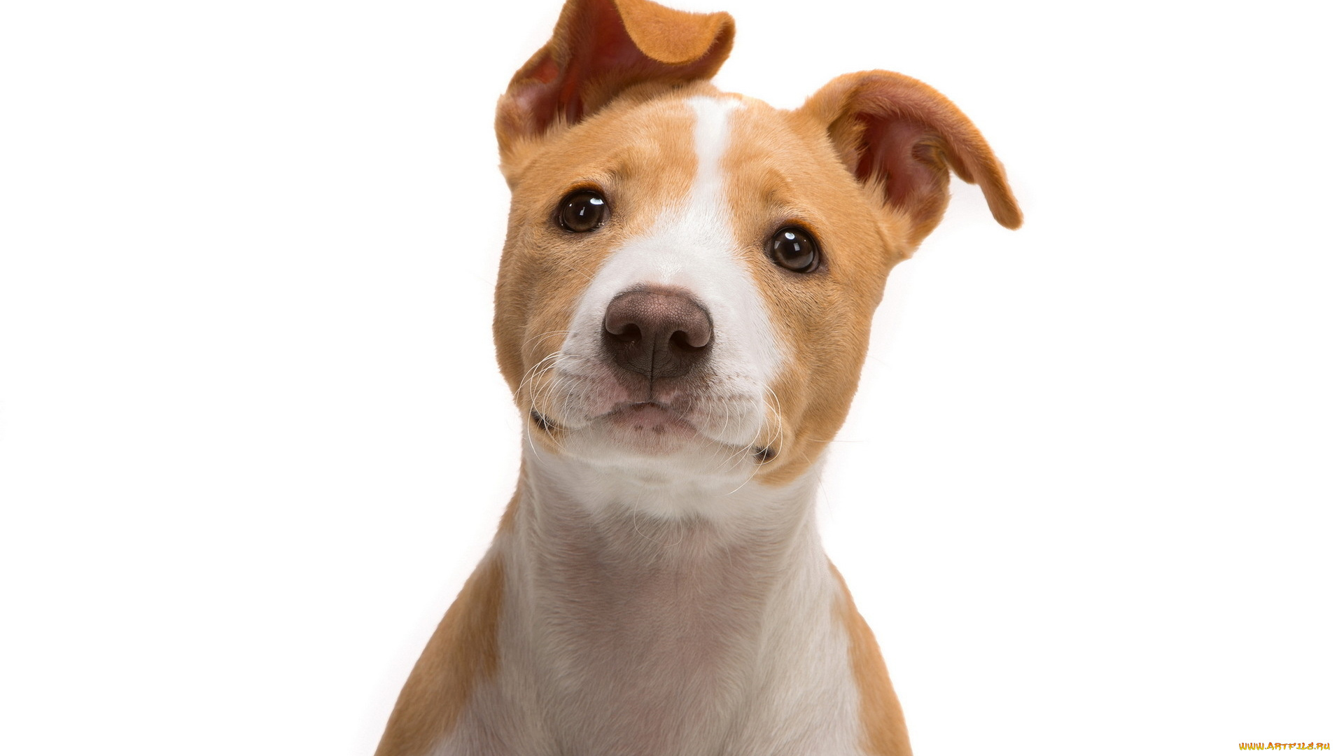 животные, собаки, взгляд