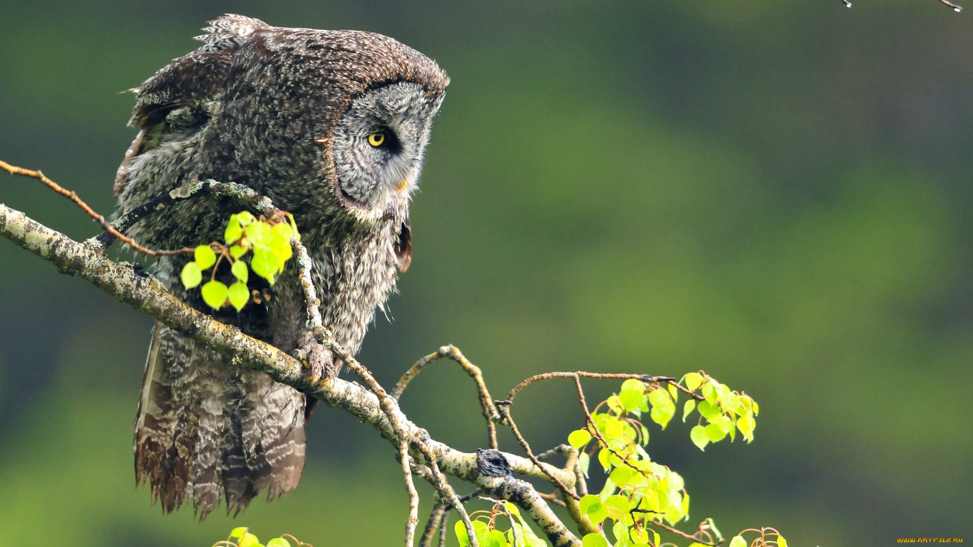 животные, совы