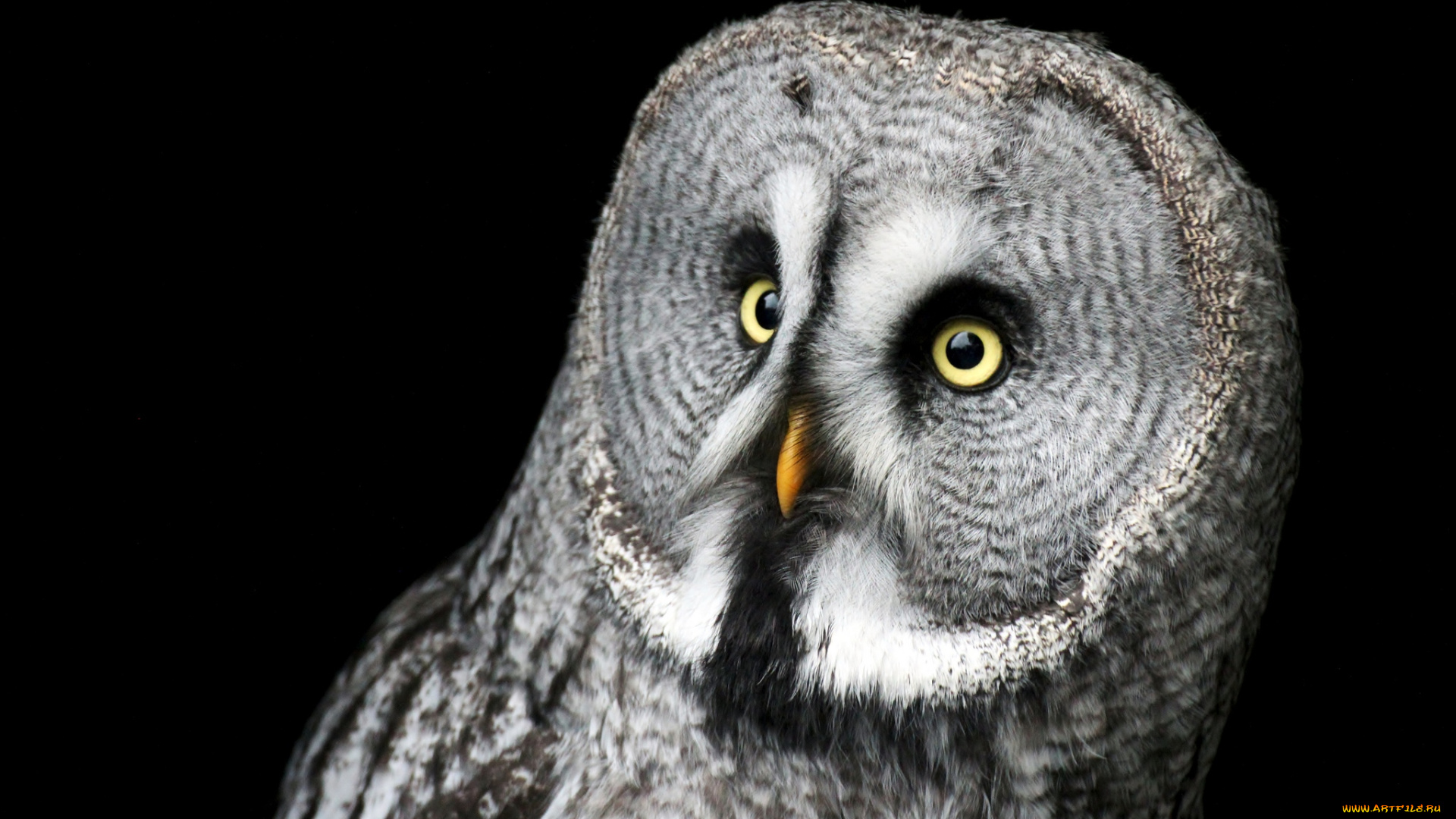 животные, совы, бородатая, неясыть