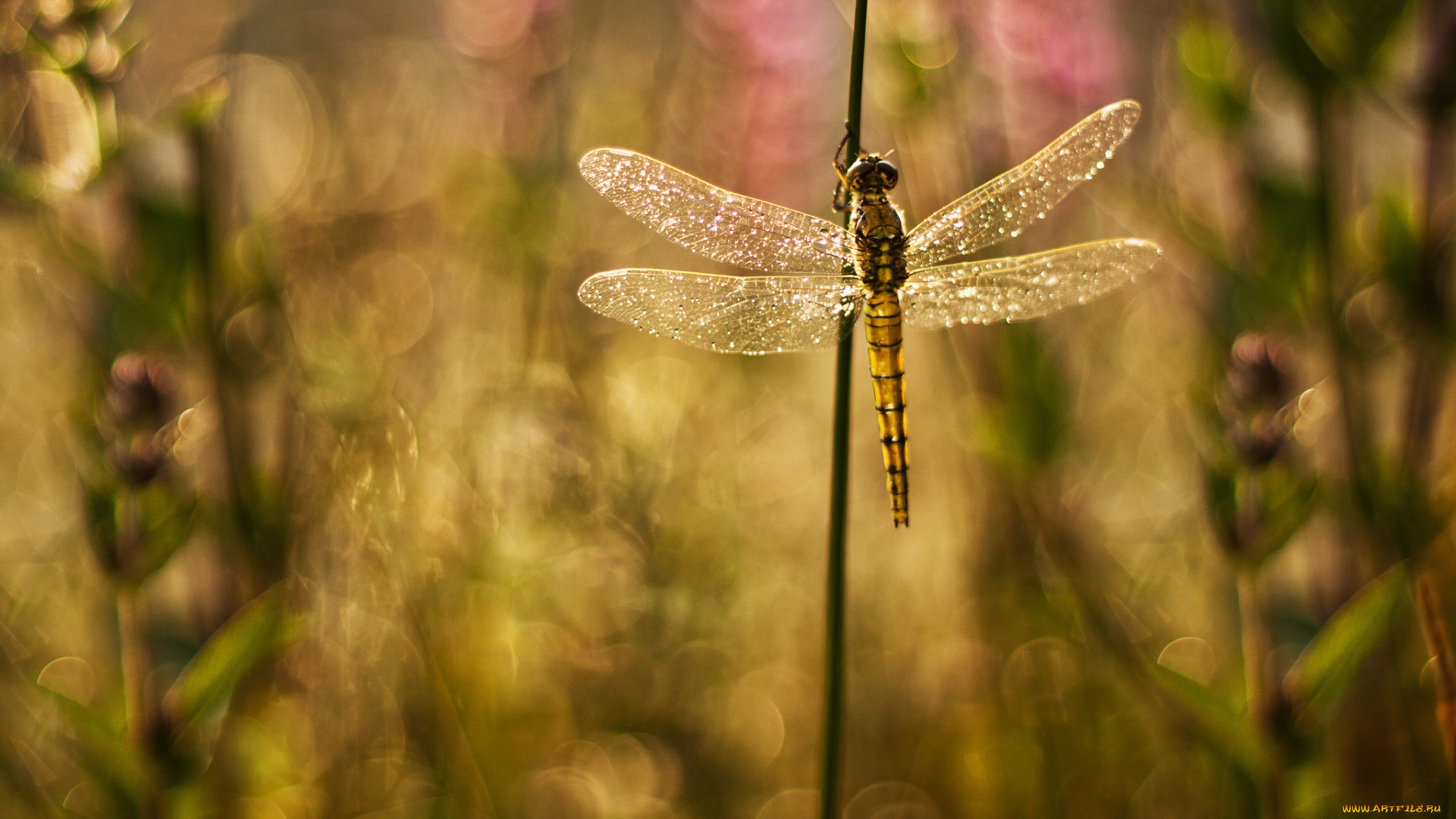 животные, стрекозы, крылья, стрекоза, блики, блеск, фон, травинки, растения