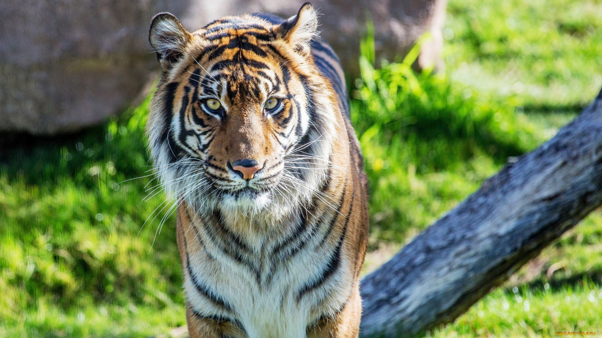 животные, тигры, тигр