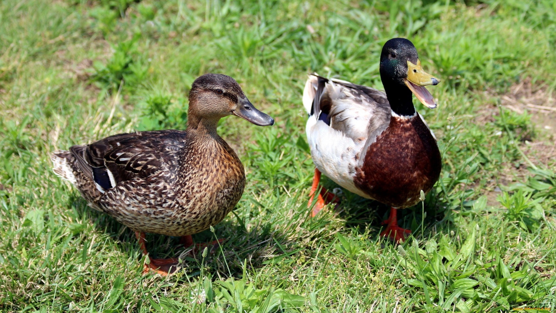 животные, утки, трава, луг