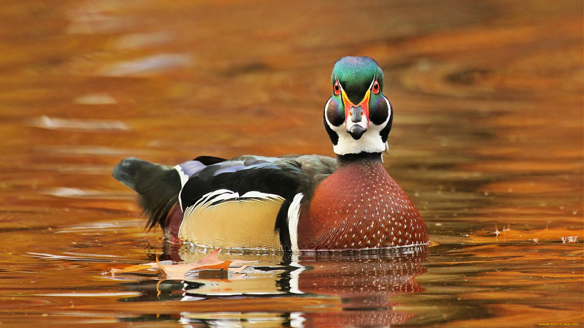 животные, утки, утка, вода