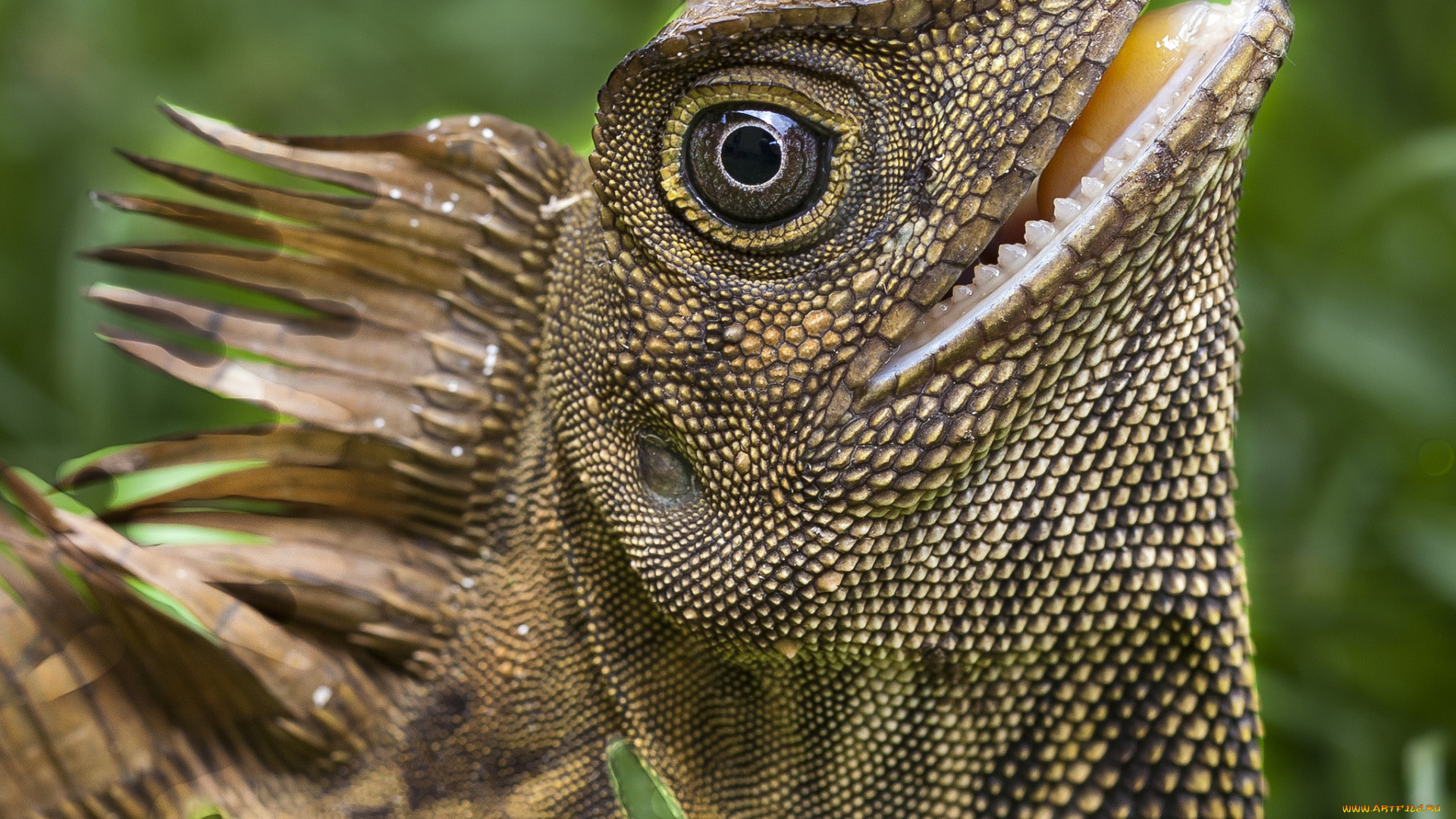 животные, Ящерицы, , игуаны, , вараны, голова, ящерица