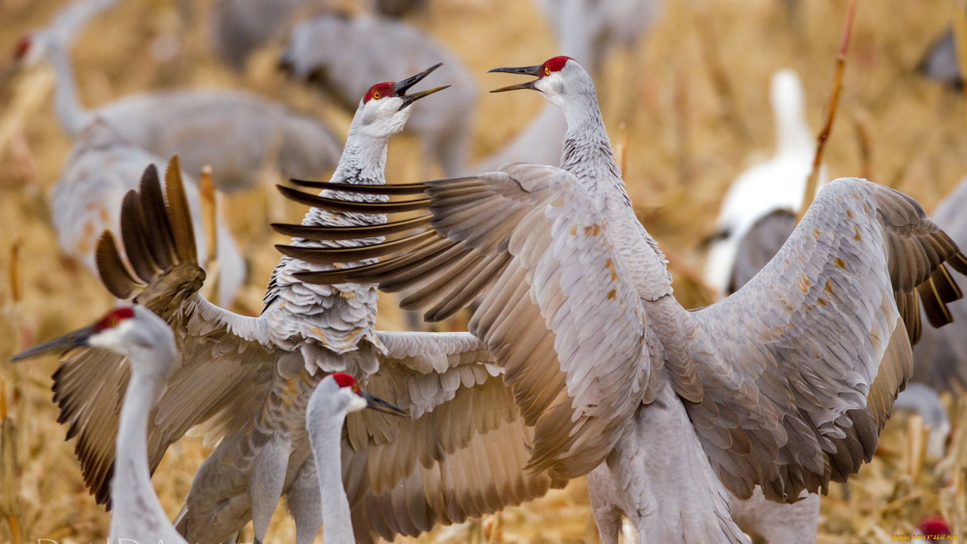 животные, журавли, танец