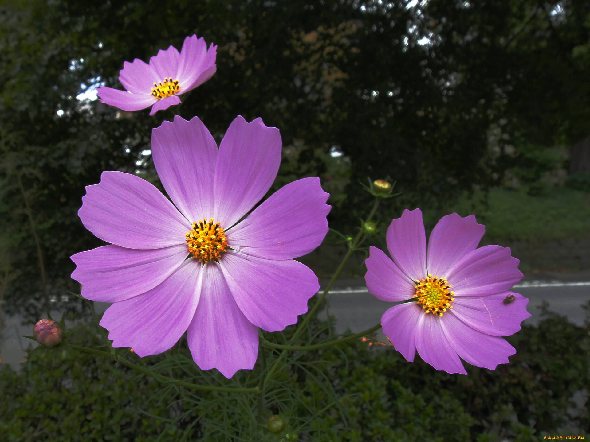 цветы, космея, лепестки