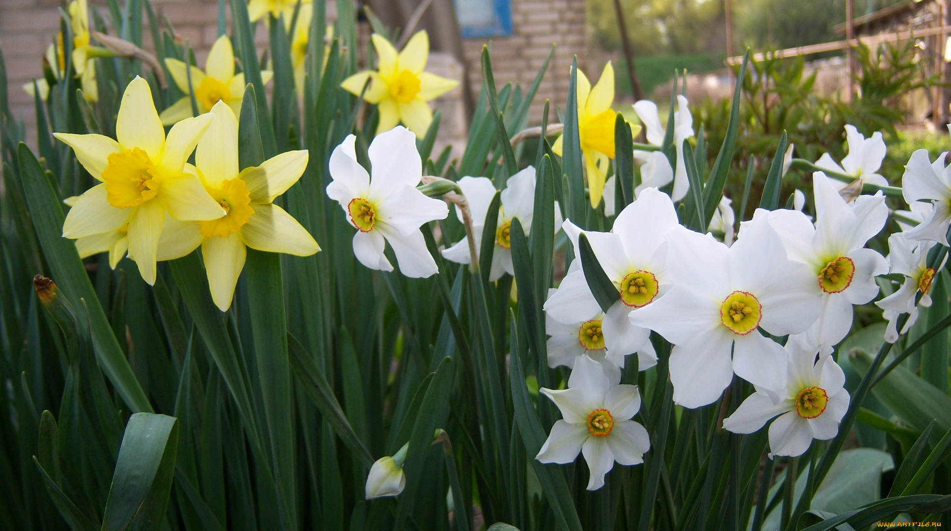 цветы, нарциссы, белые, разные, много, жёлтые