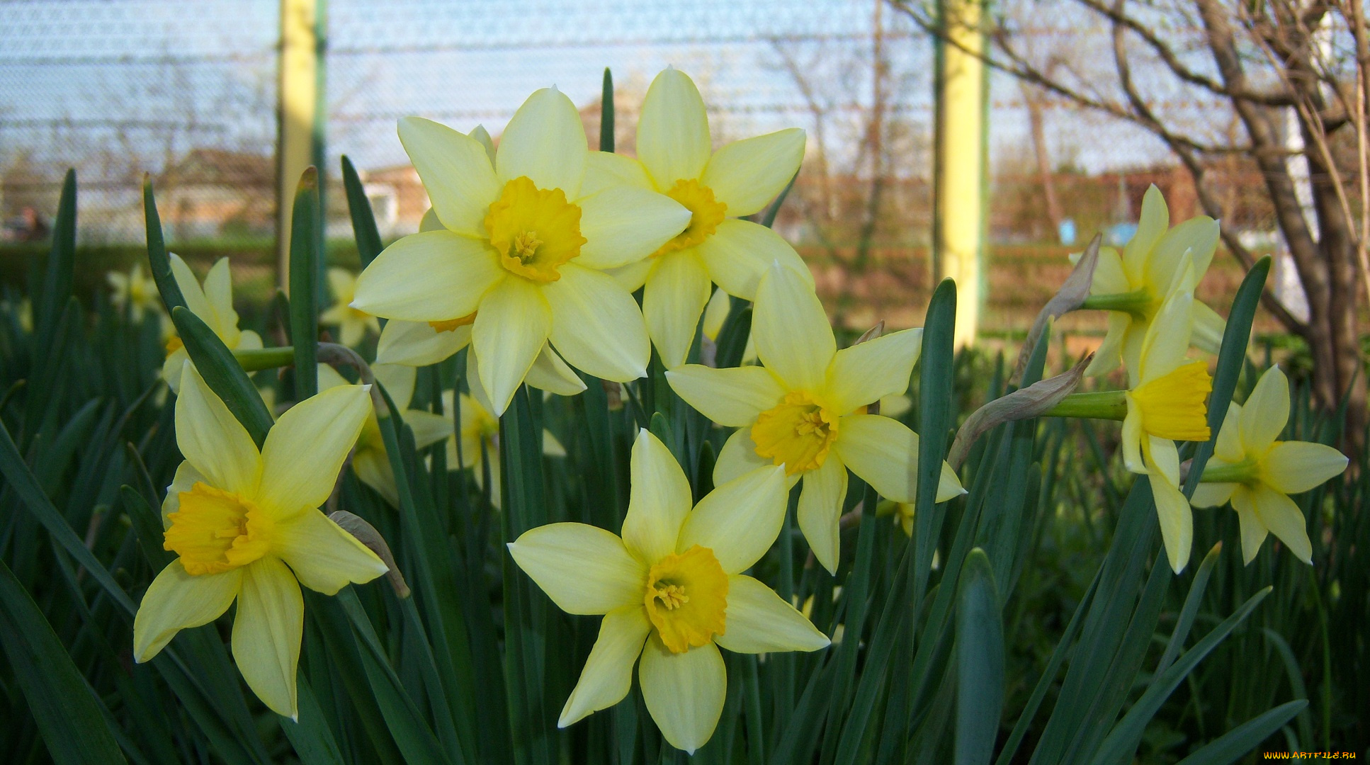 цветы, нарциссы, много