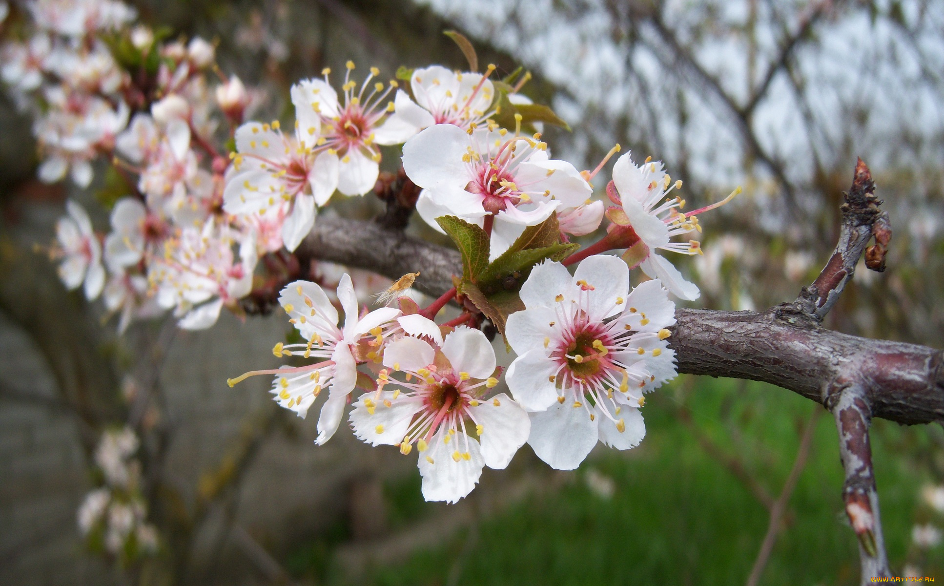 цветы, цветущие, деревья, , , кустарники, алыча, красная, весна