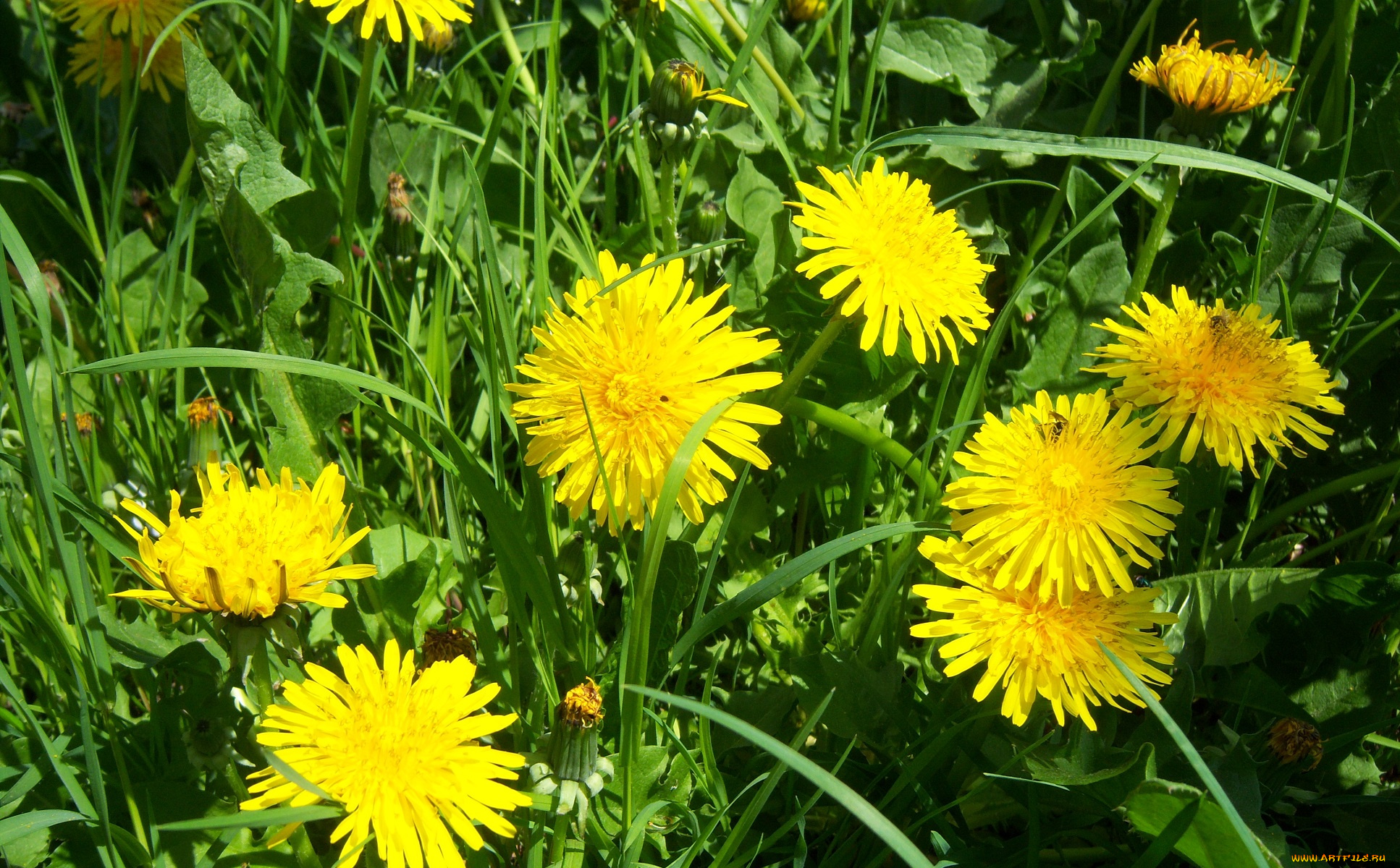 цветы, одуванчики, зелень, солнце