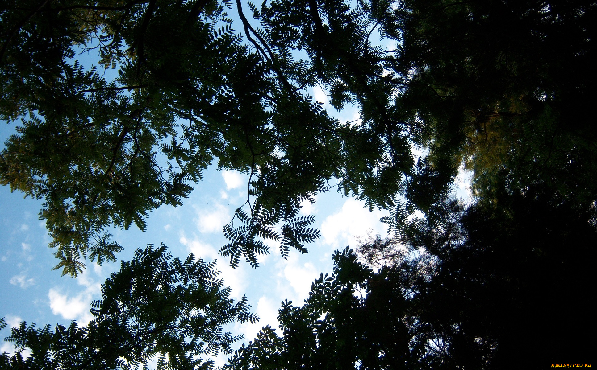 природа, листья, ветви, небо
