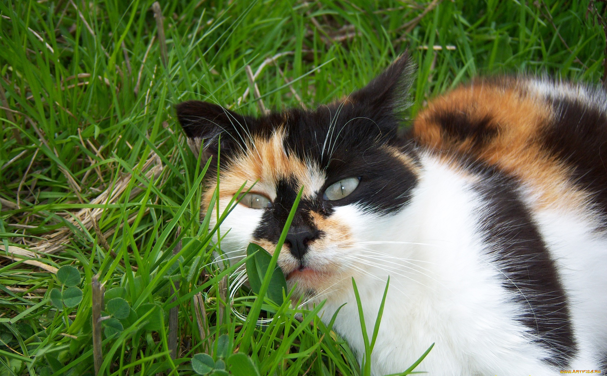 животные, коты, кошка