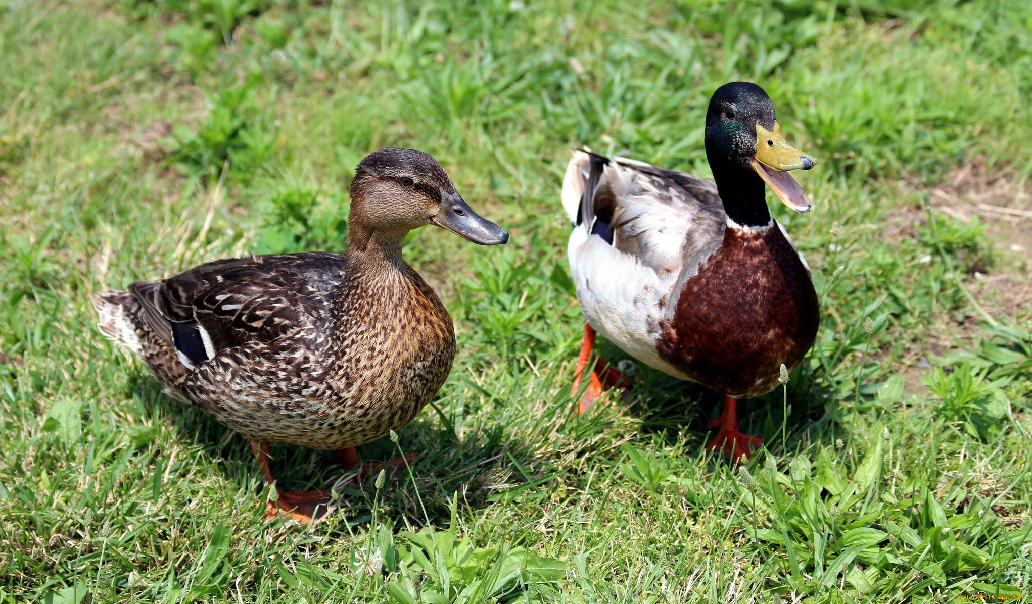 животные, утки, трава, луг