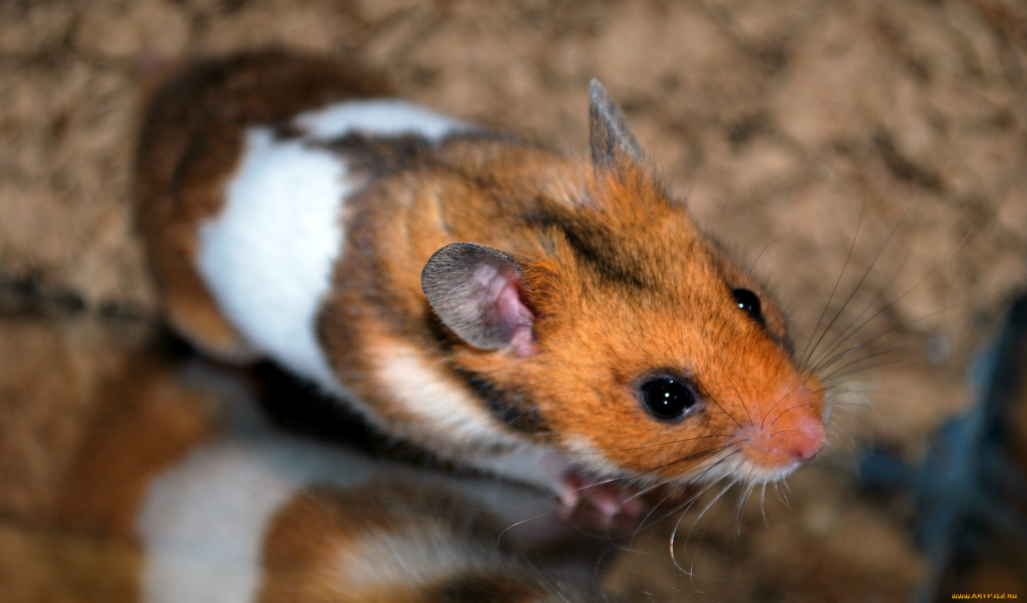 животные, морские, свинки, , хомяки, хомячок