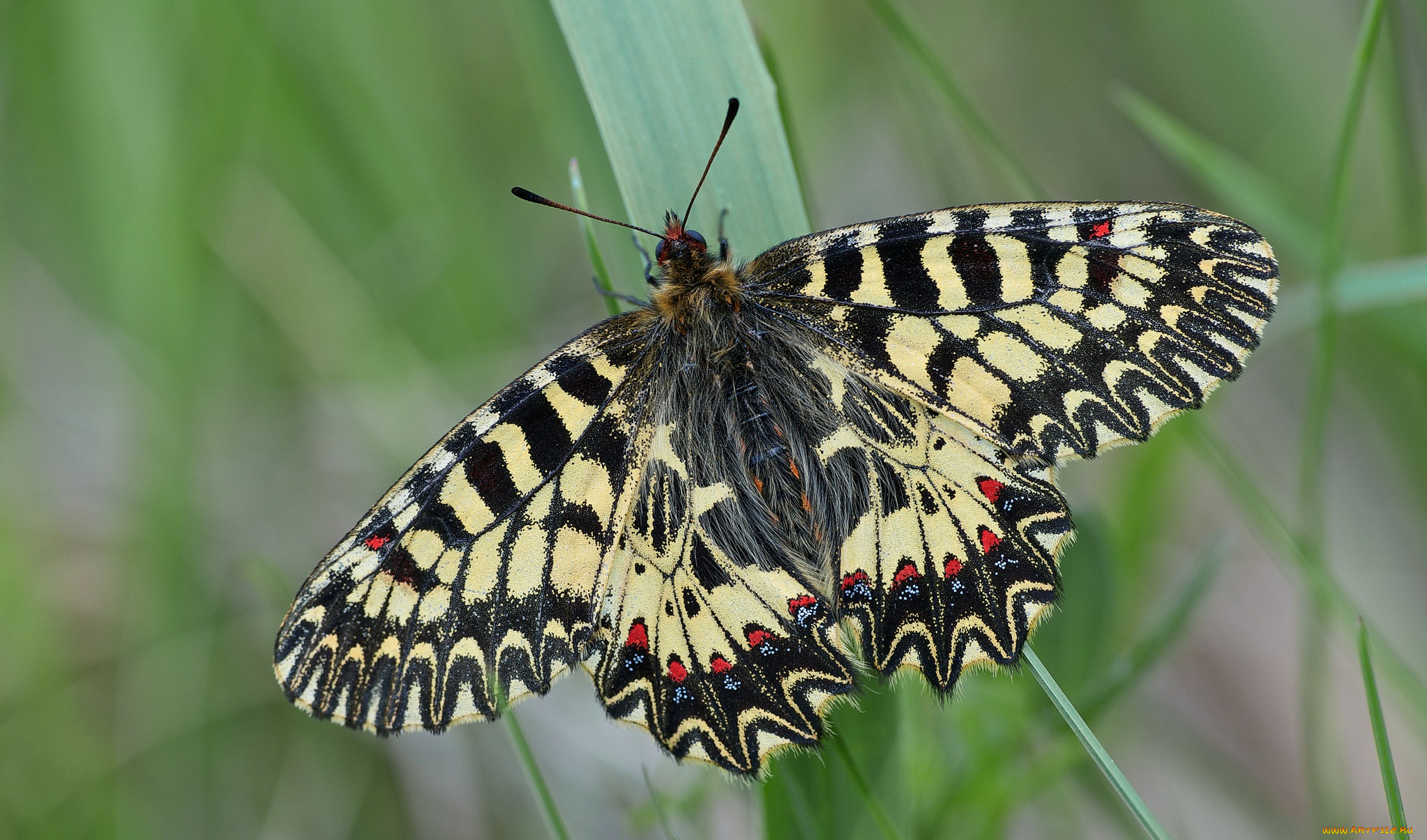 животные, бабочки, бабочка