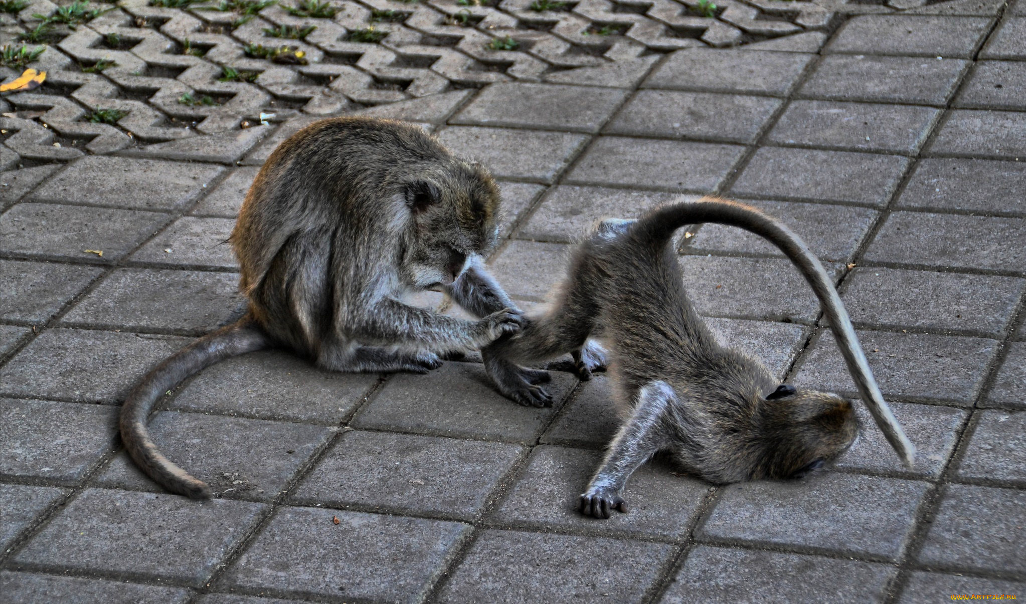 животные, обезьяны, тротуар