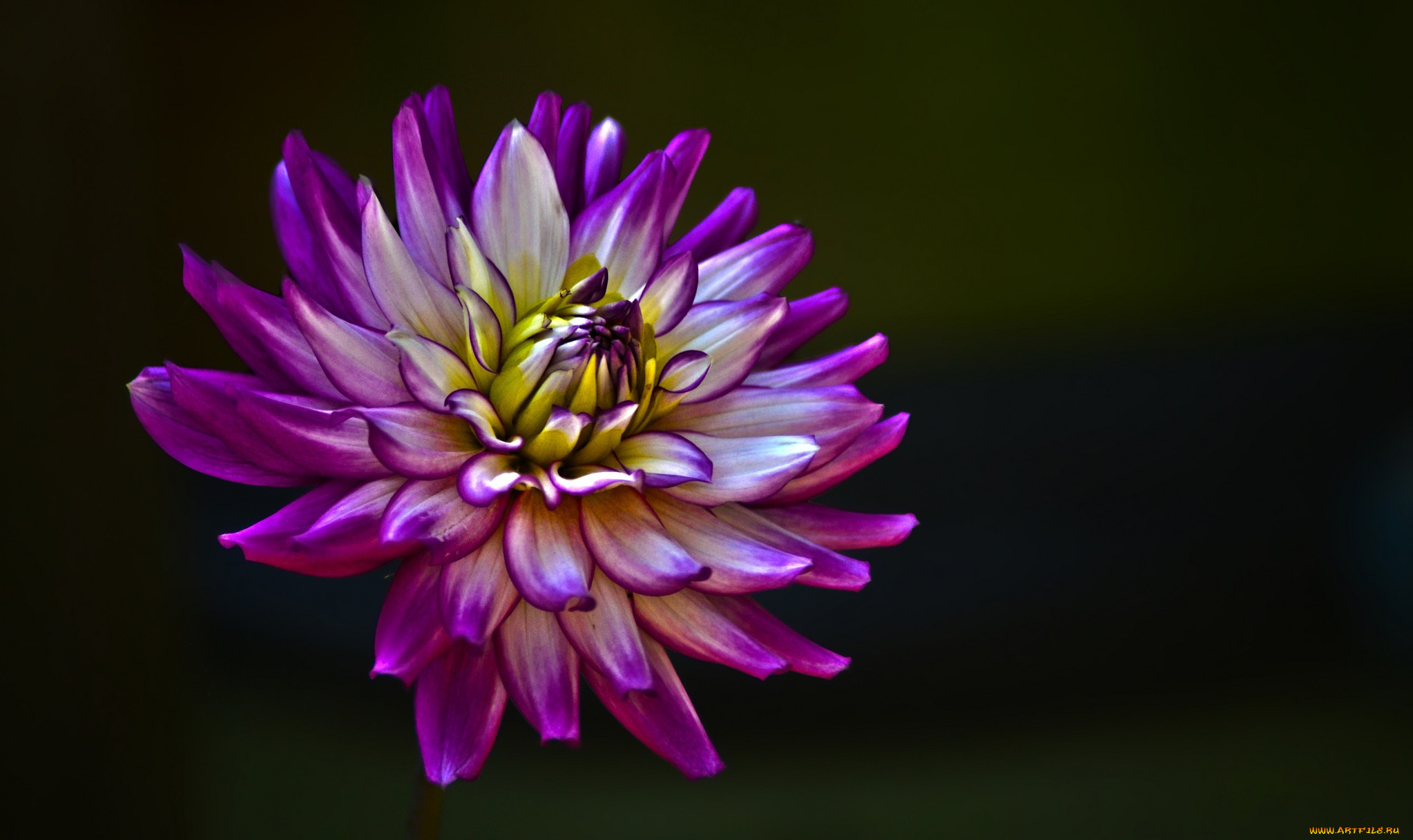 цветы, георгины, лепестки, цветок