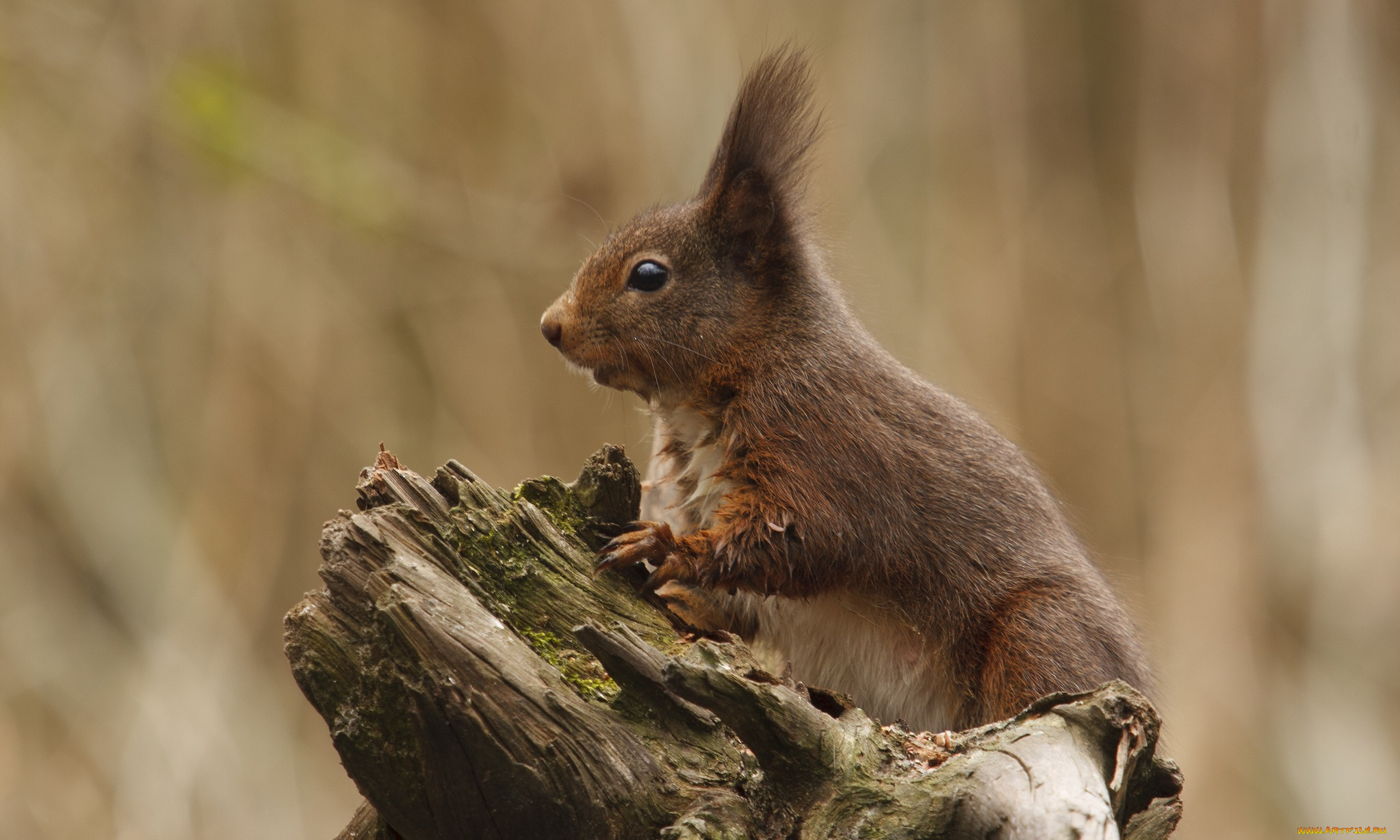 животные, белки, белка, сучок