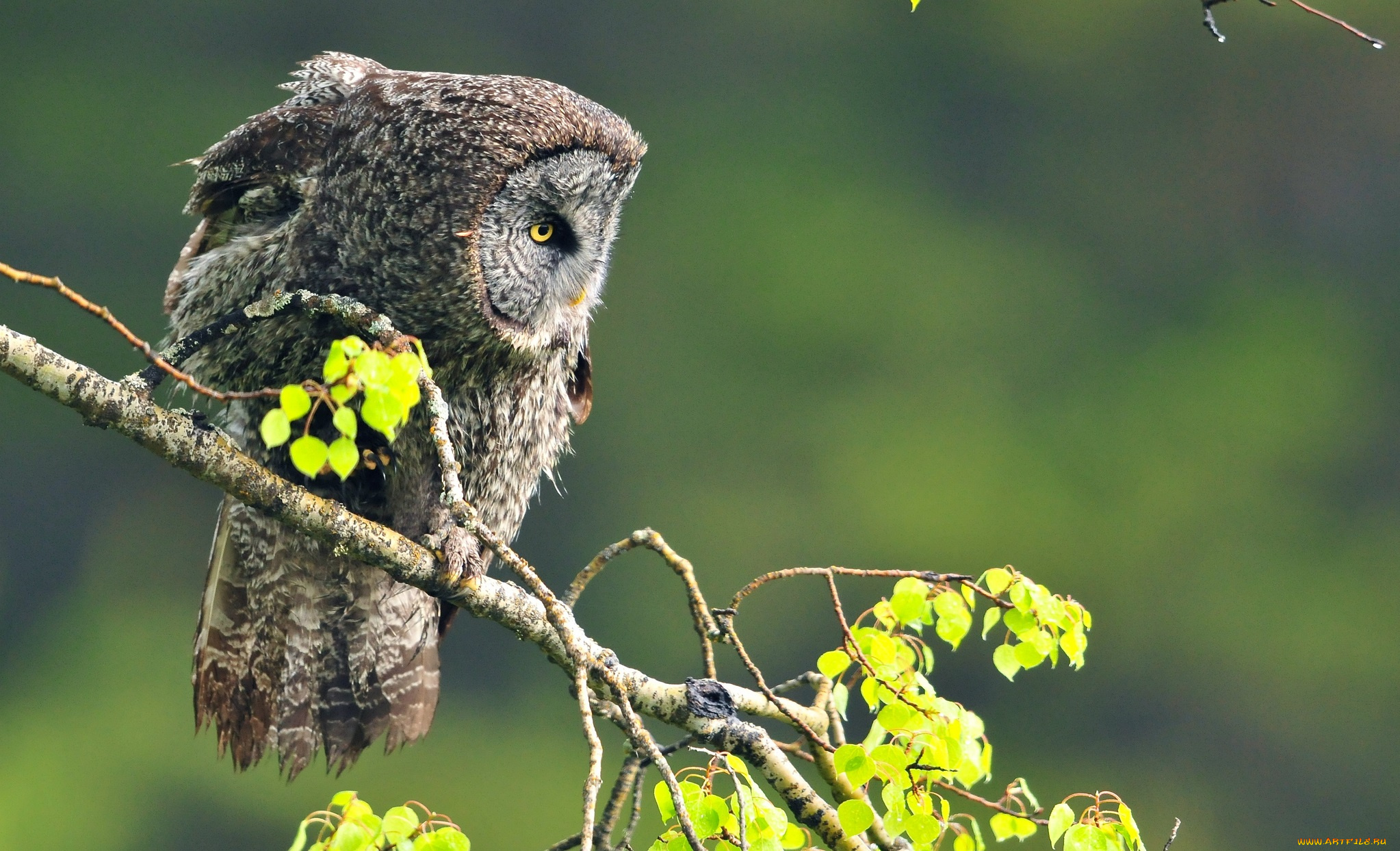 животные, совы