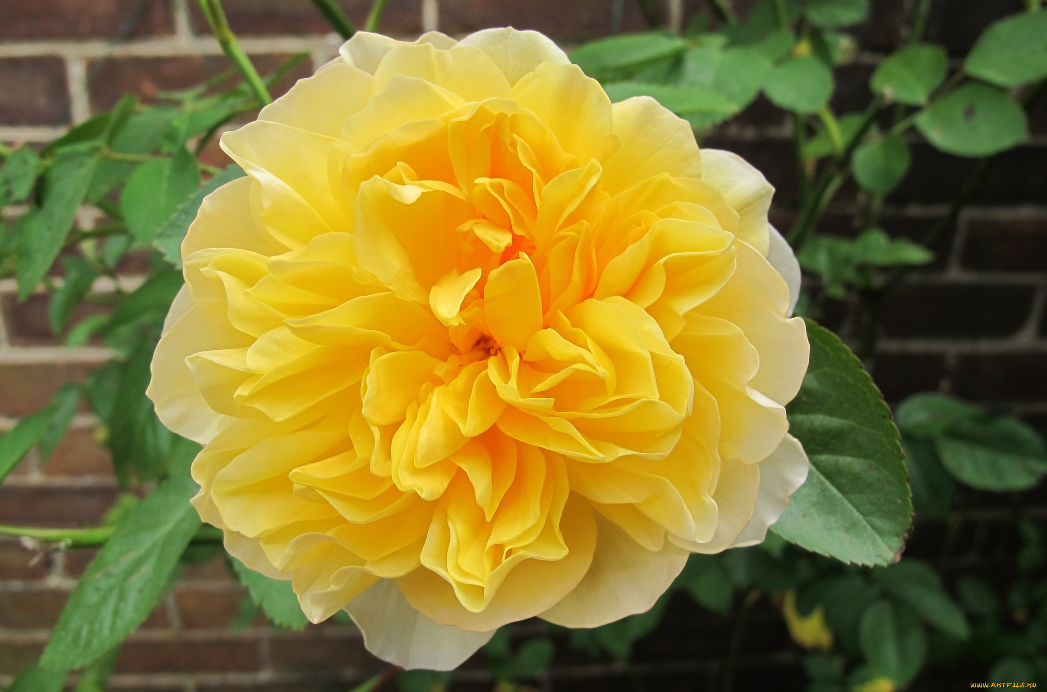 цветы, розы, роза, бутон, лепестки