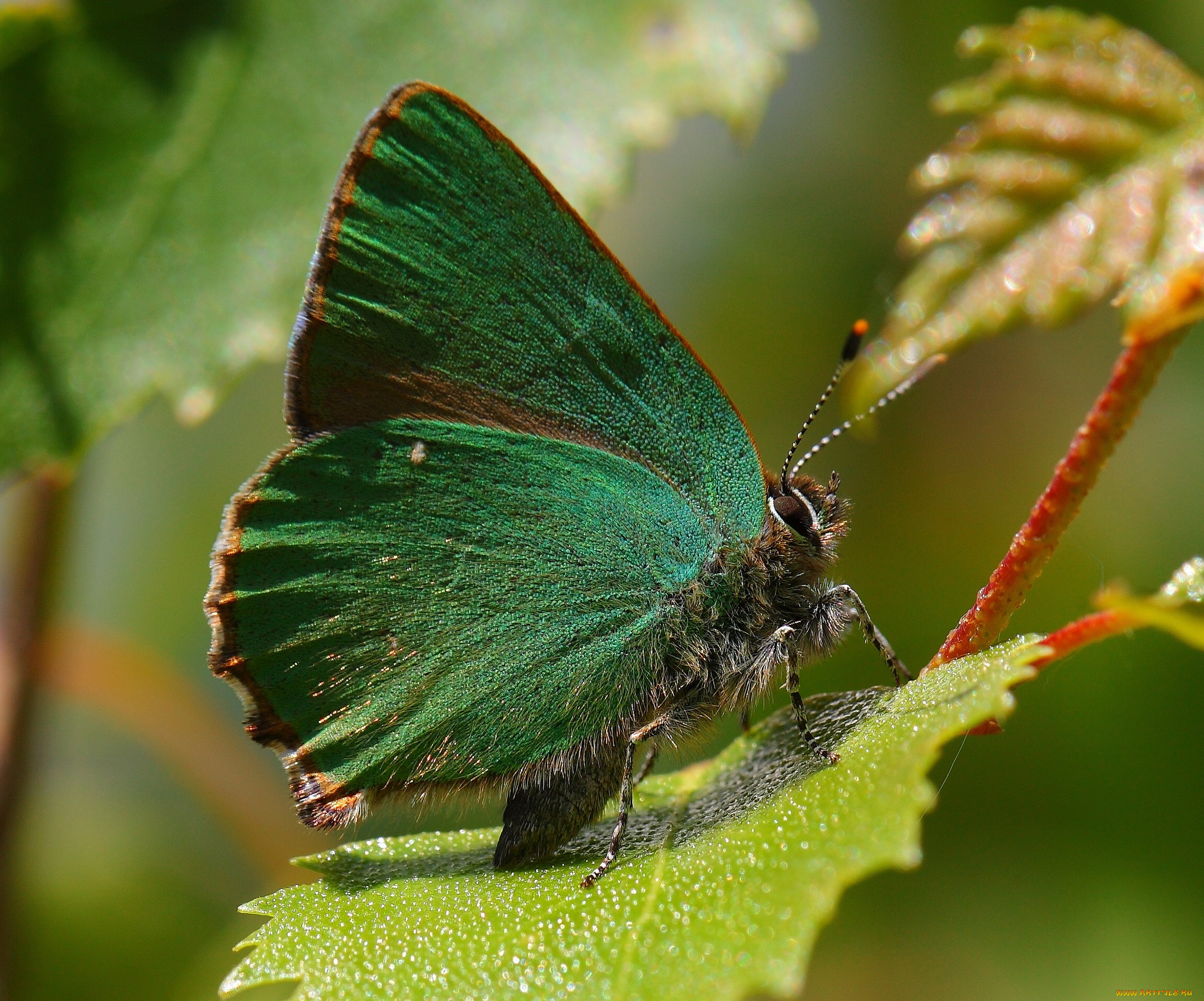 животные, бабочки, бабочка