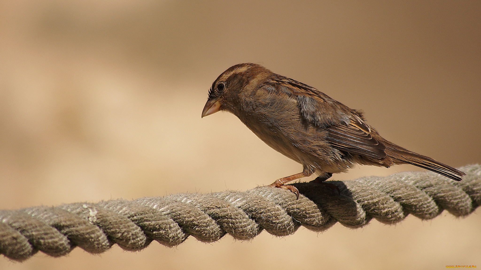 животные, воробьи, воробей, канат