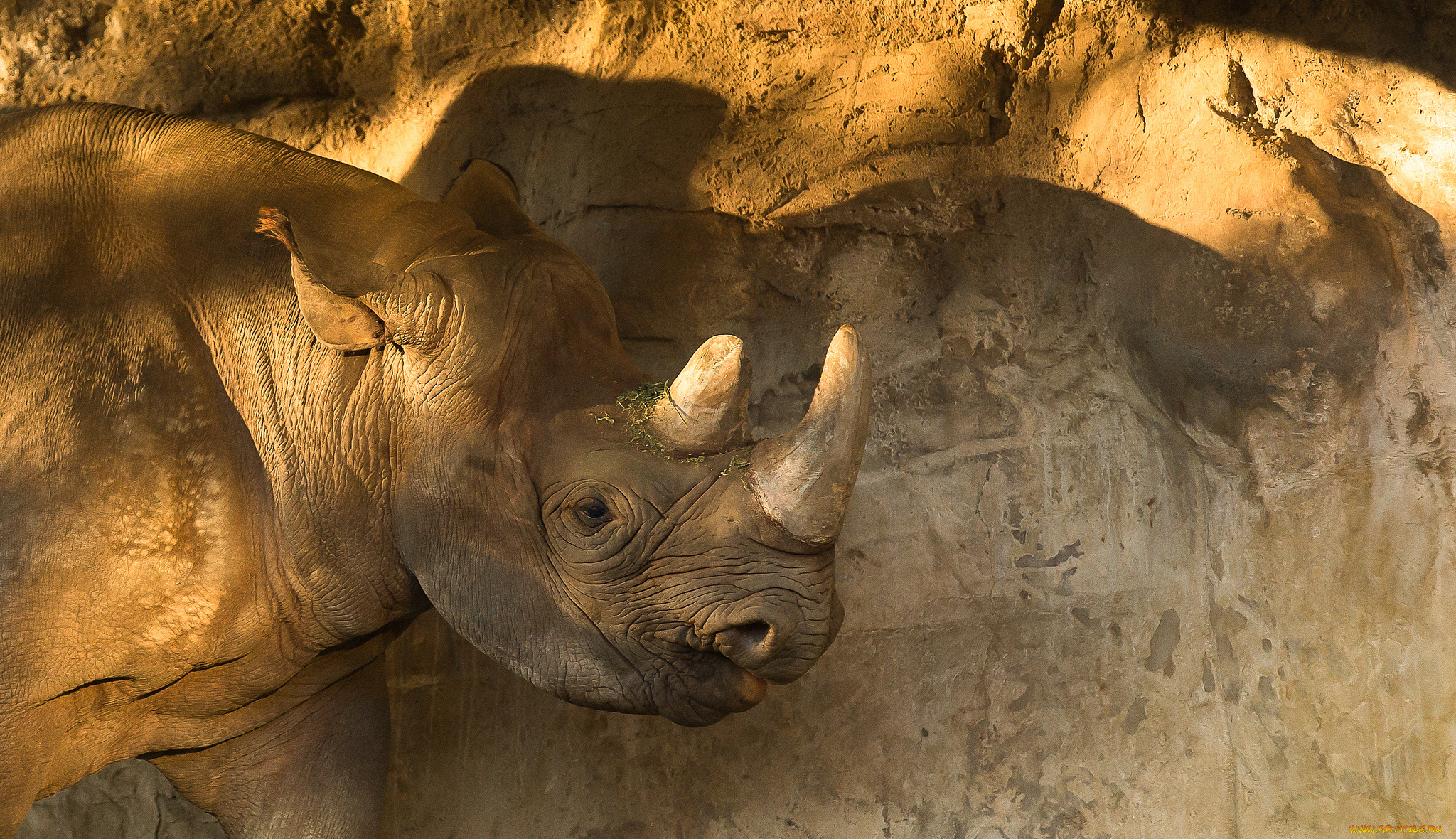 животные, носороги, носорог, двурогий