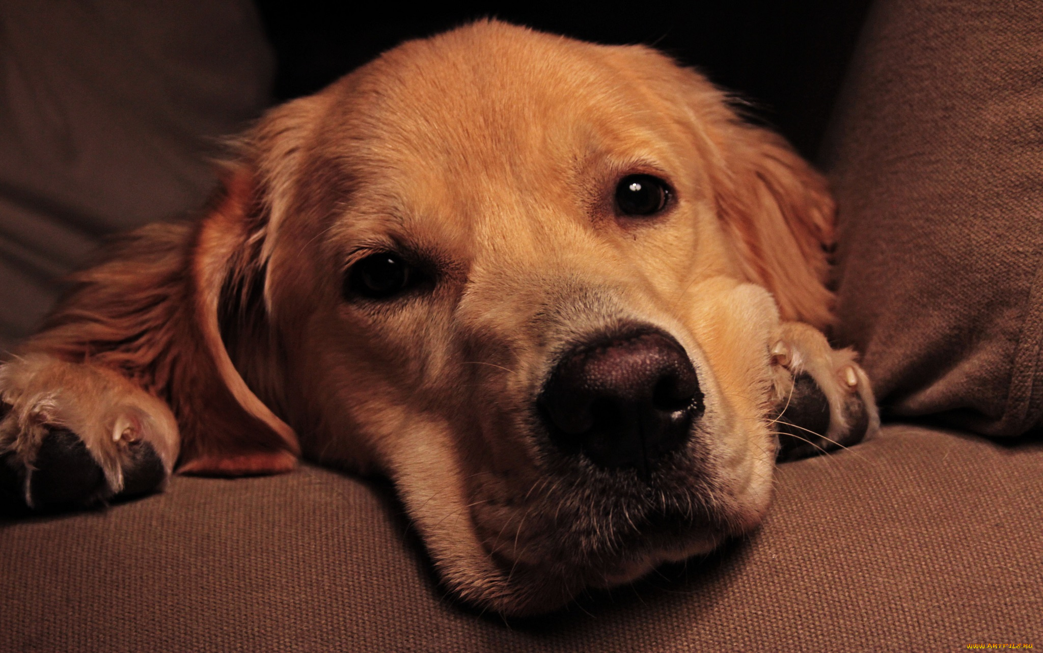 животные, собаки, собака, морда, взгляд