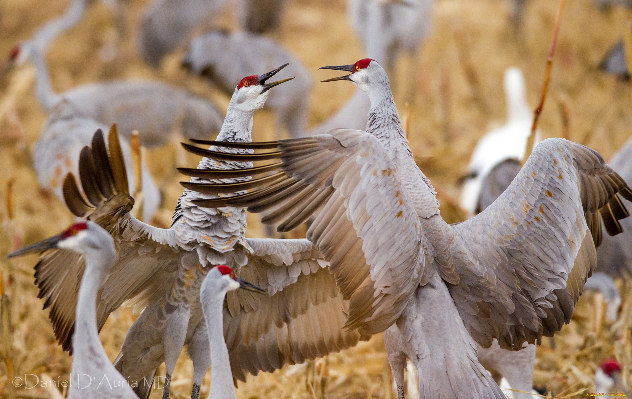 животные, журавли, танец