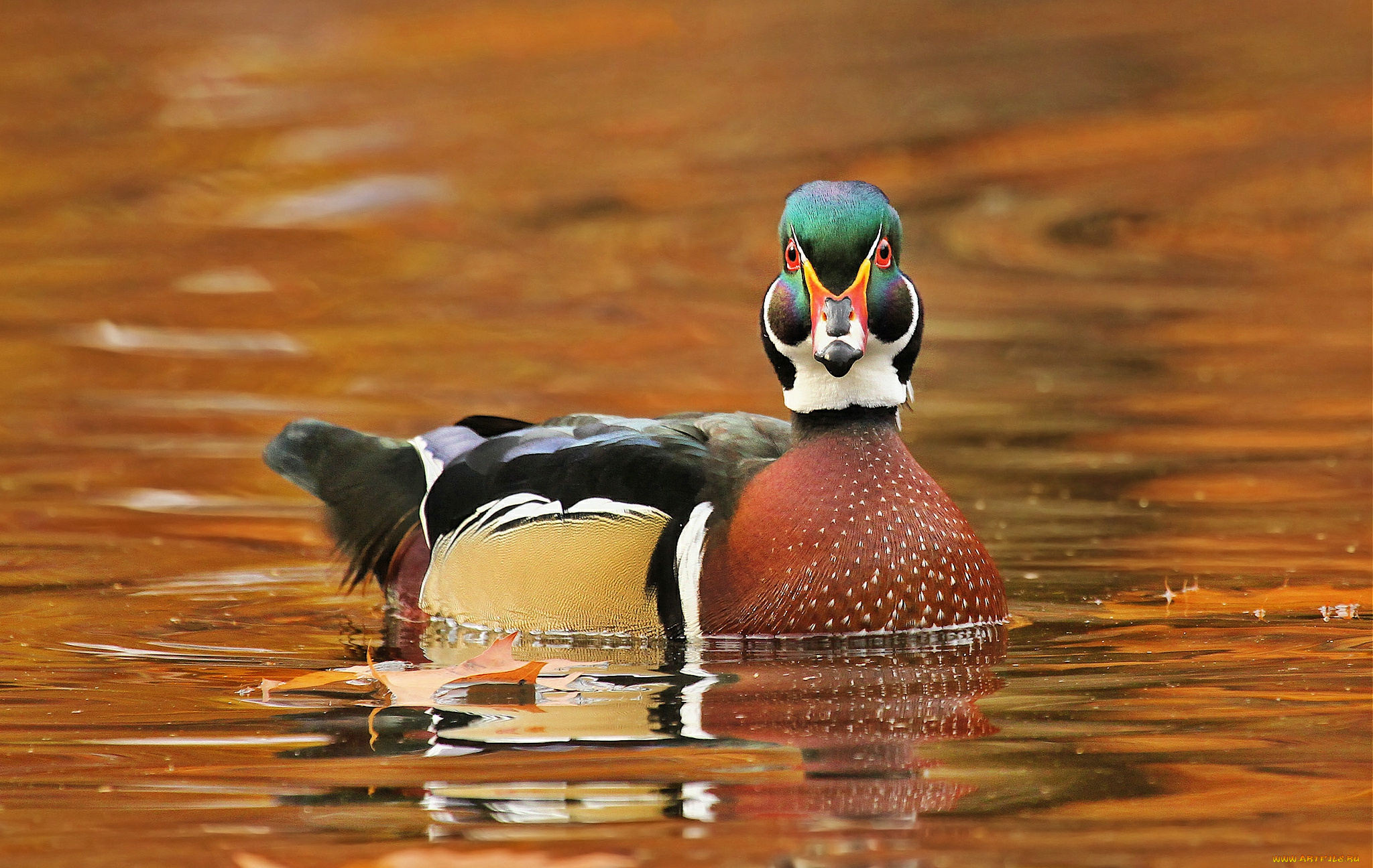 животные, утки, утка, вода