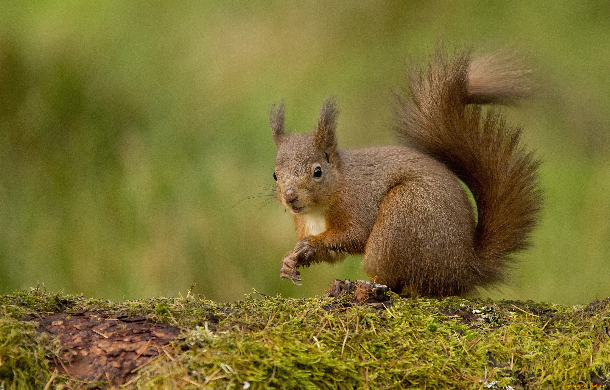 животные, белки, зверек