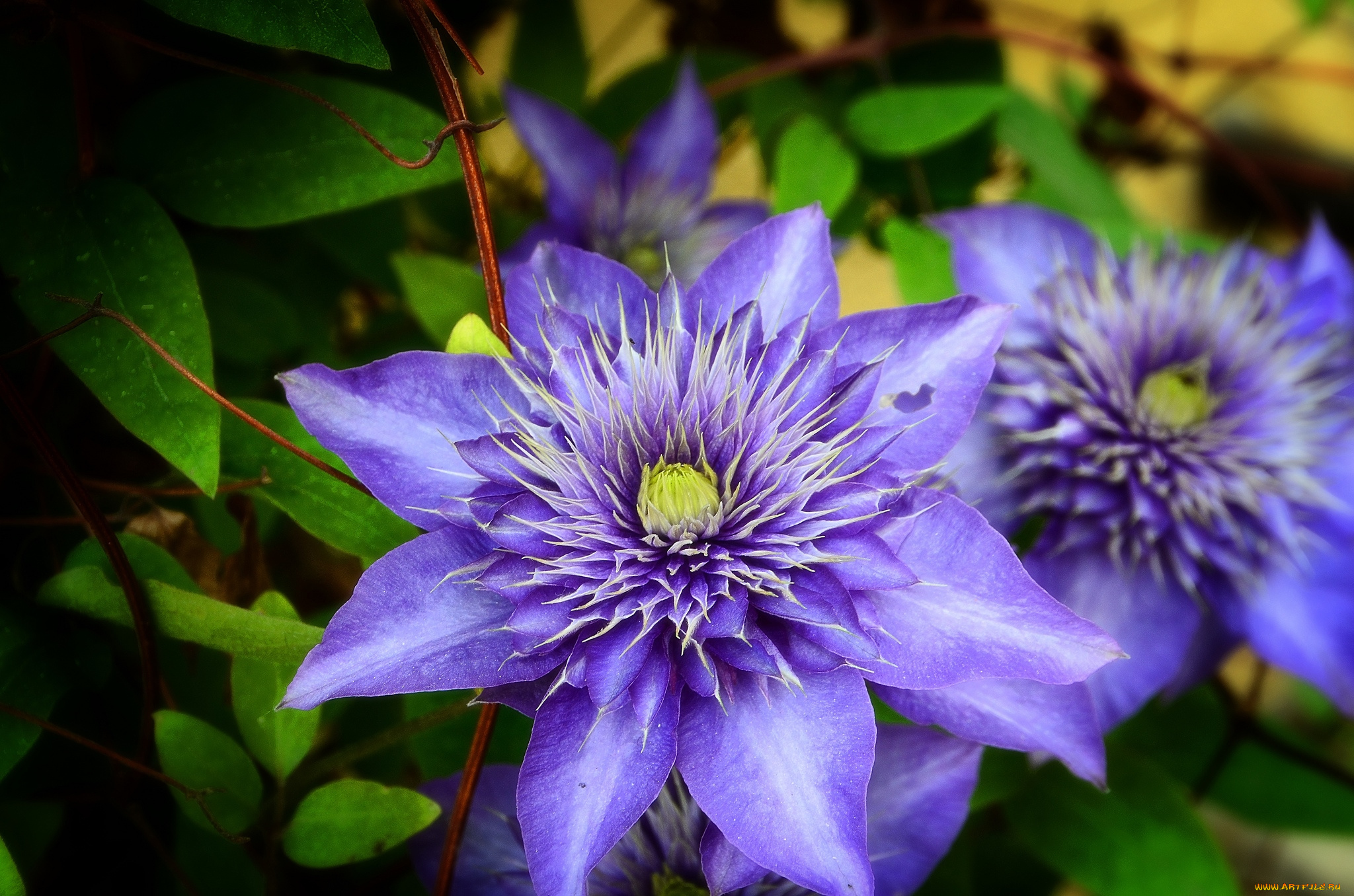цветы, клематис, , ломонос, фиолетовый