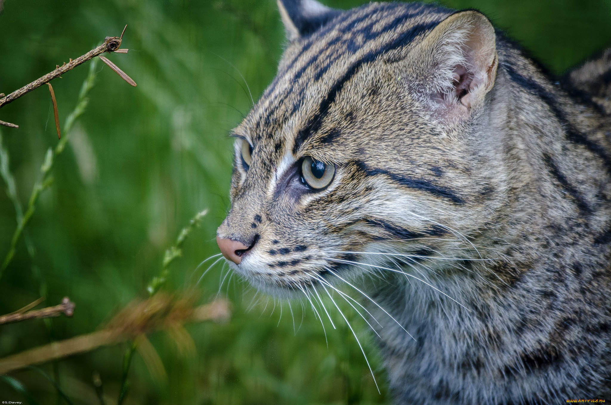 животные, дикие, кошки, кошка-рыболов