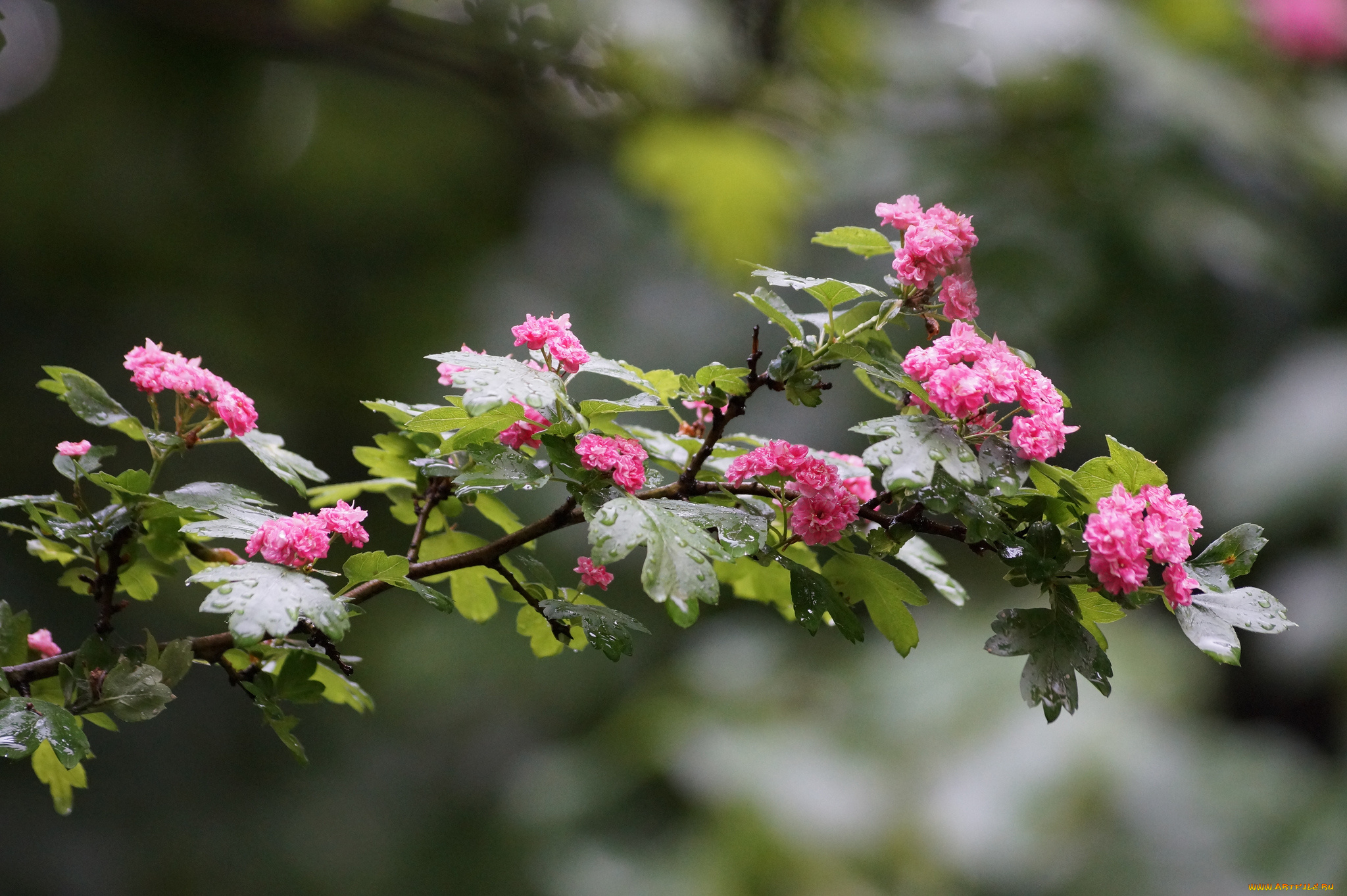 цветы, цветущие, деревья, , , кустарники, листья, ветка, цветки, роса