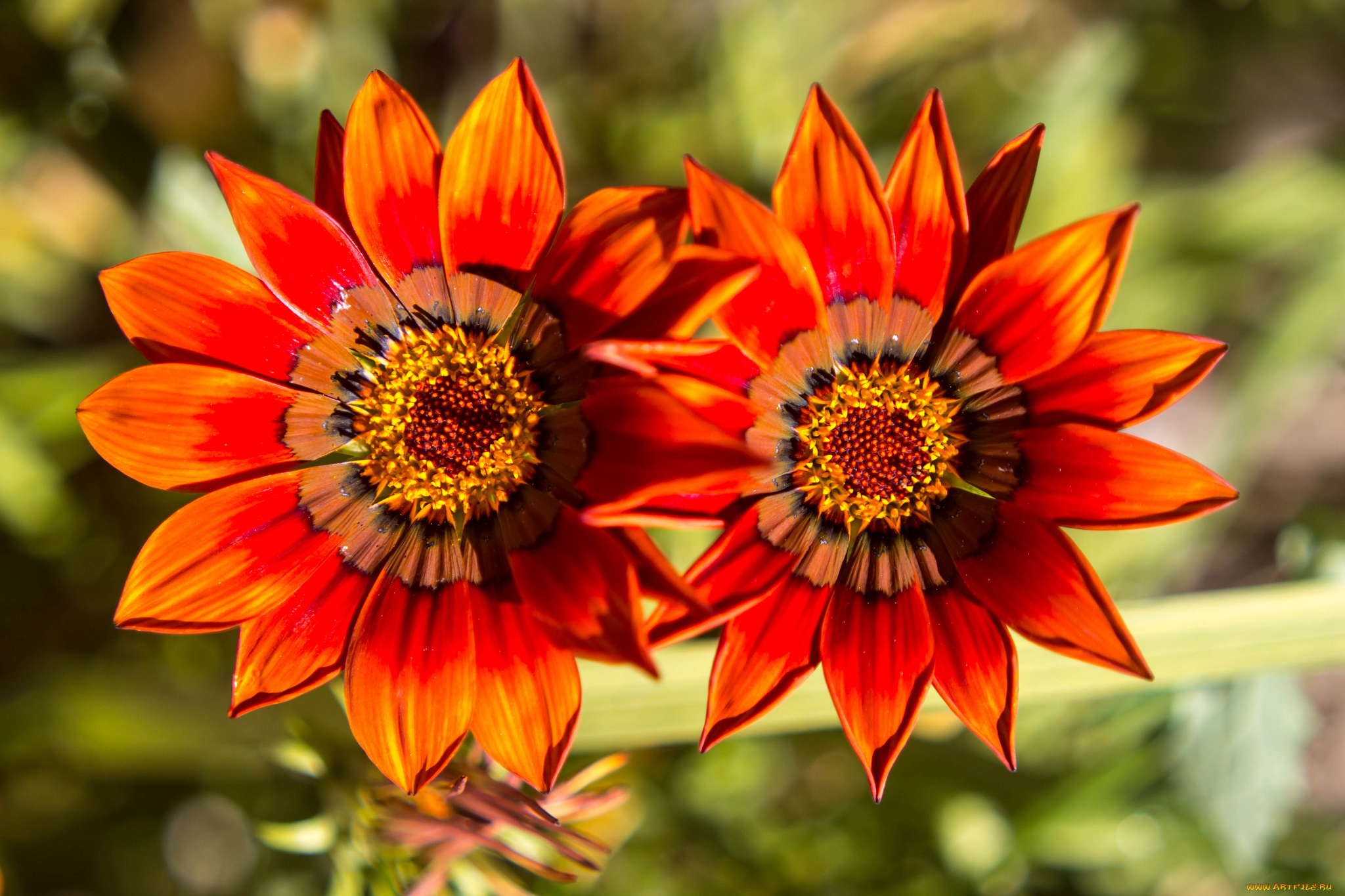 цветы, газания, тычинки, лепестки