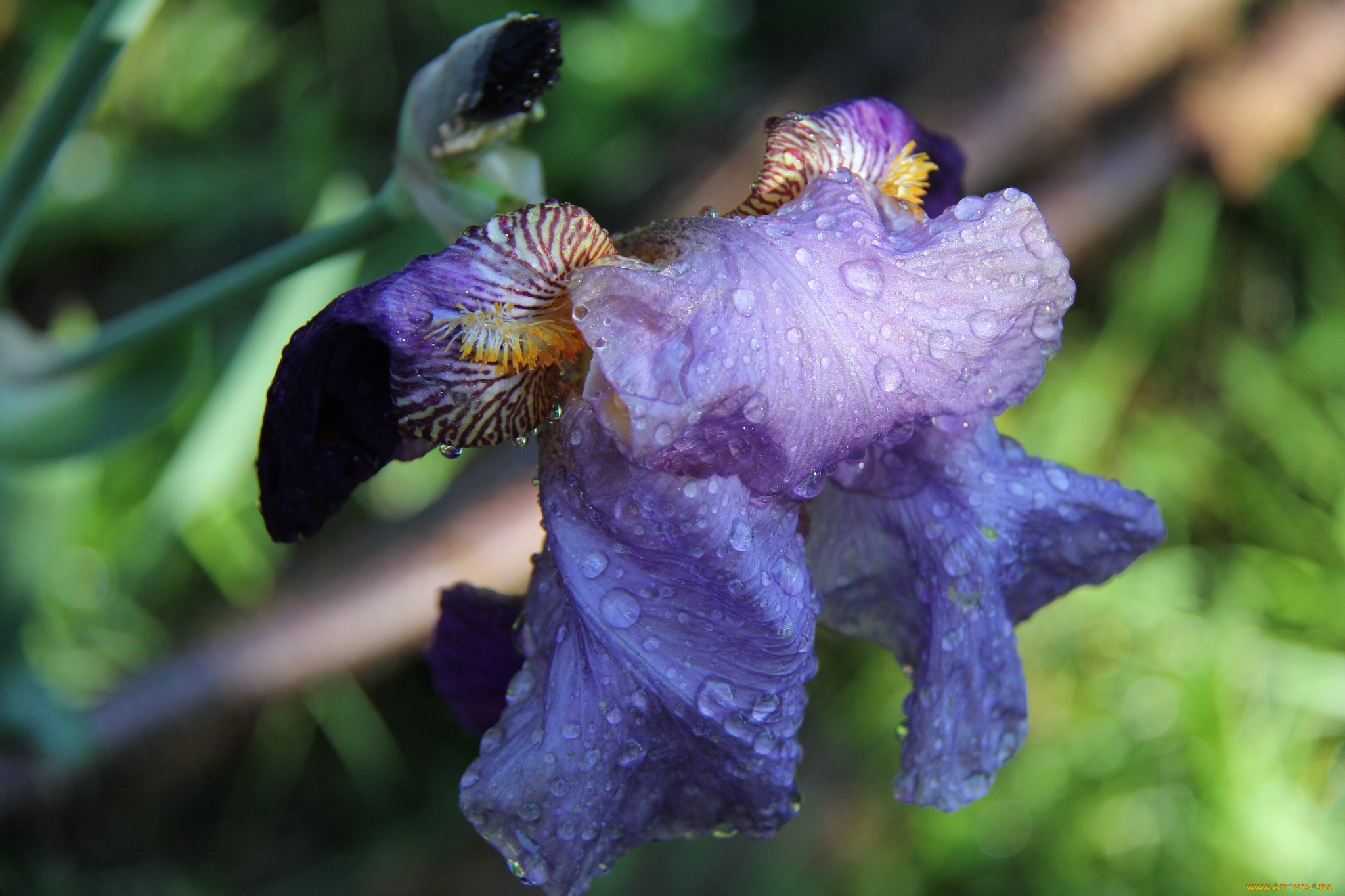 цветы, ирисы, лепестки, цветок