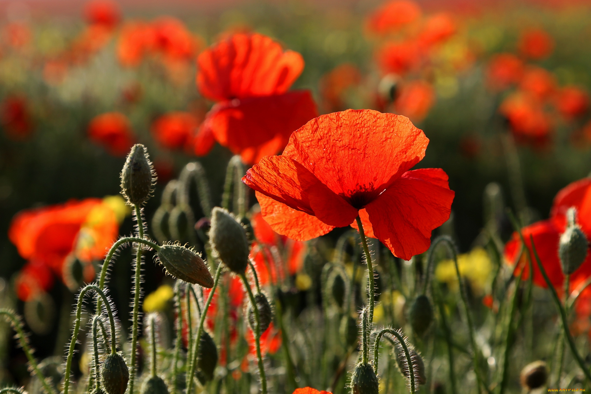 цветы, маки, красный