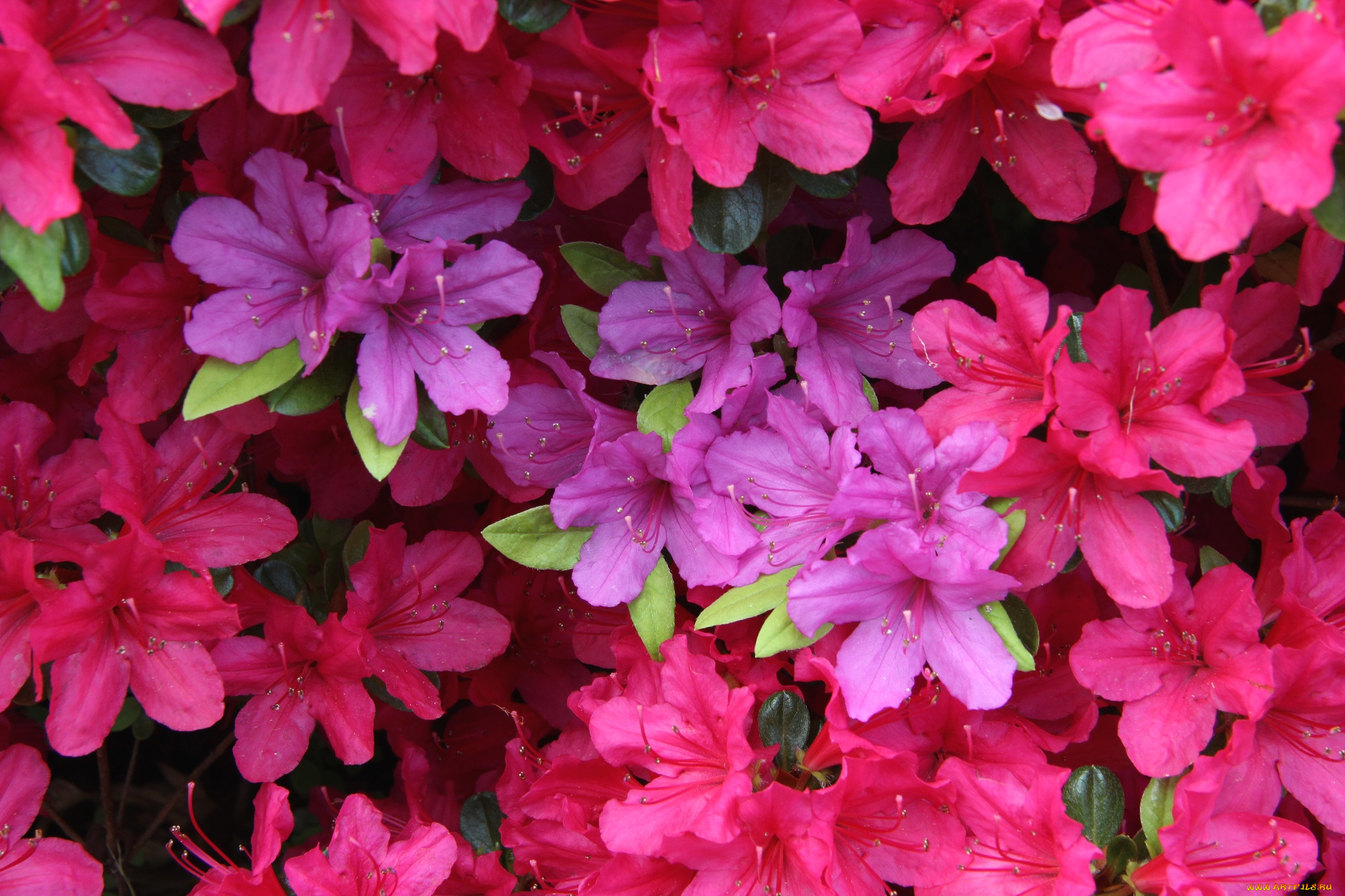 цветы, рододендроны, , азалии, лепестки