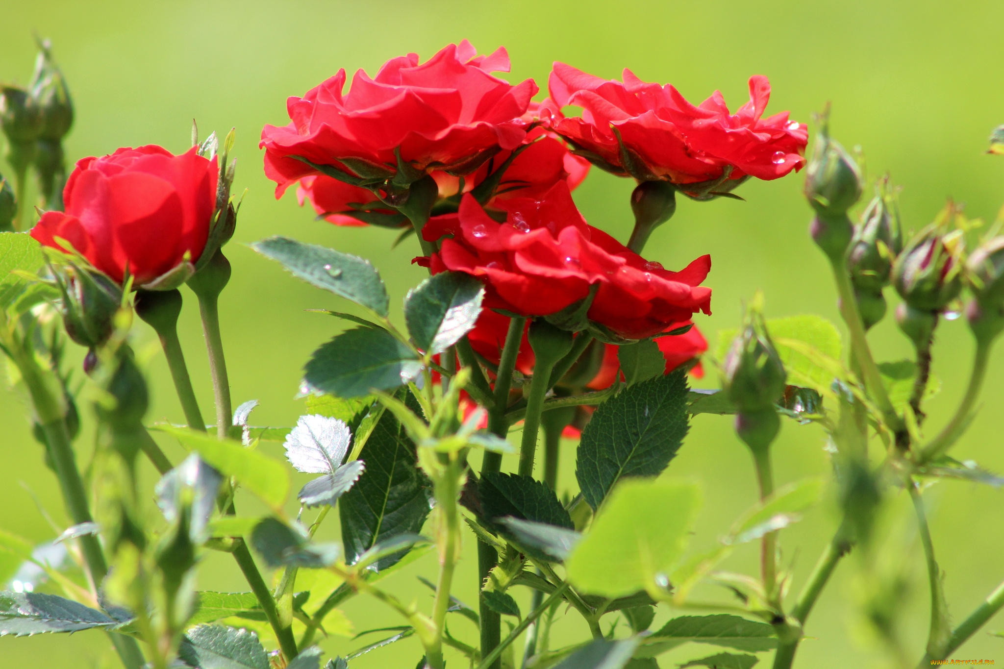 цветы, розы, куст