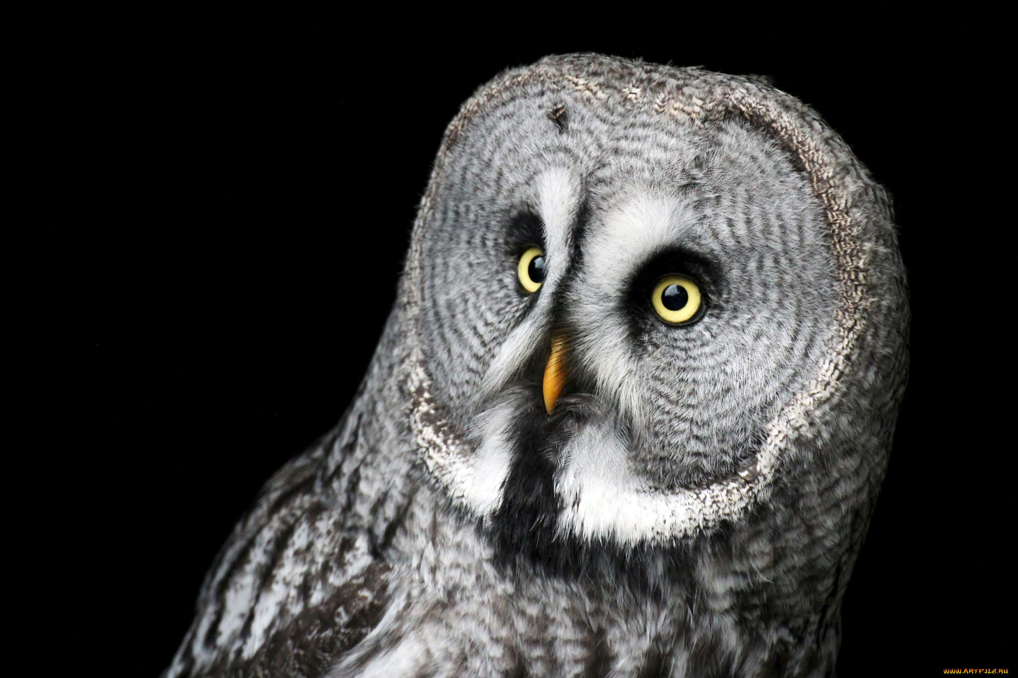 животные, совы, бородатая, неясыть