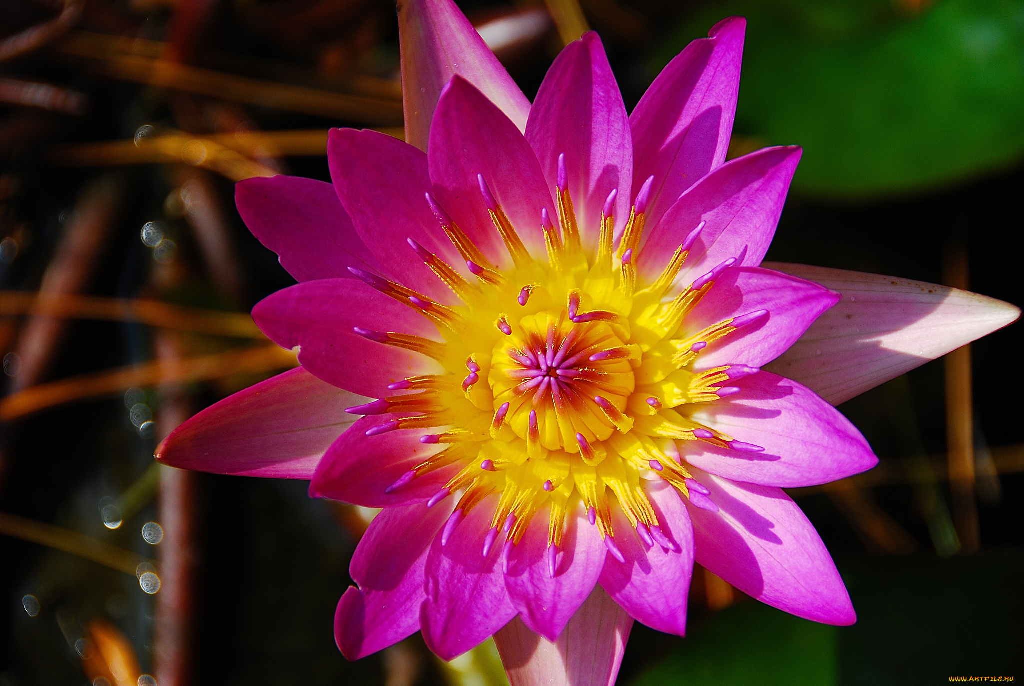 цветы, лилии, водяные, , нимфеи, , кувшинки, лепестки, цветок