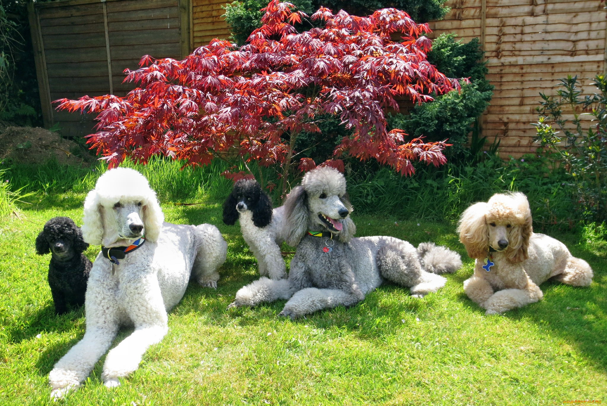 животные, собаки, пудели, лужайка