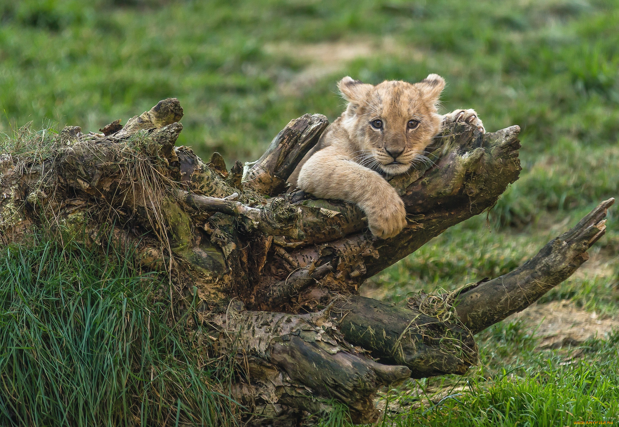 животные, львы, малыш, коряга
