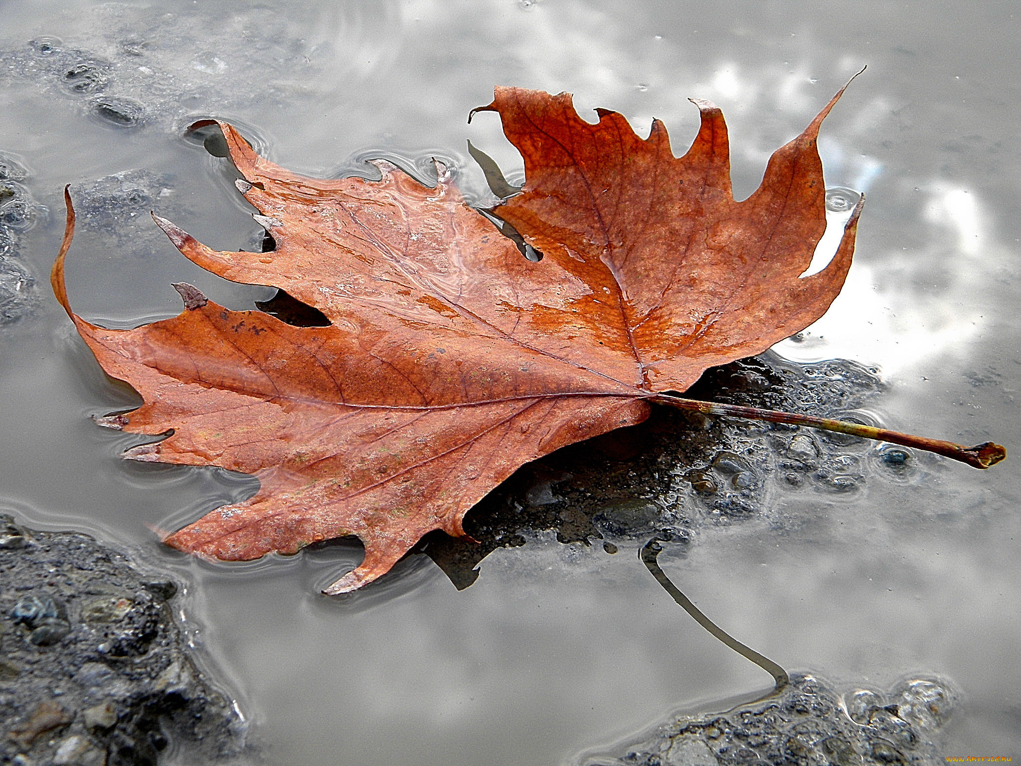 природа, листья, лужа