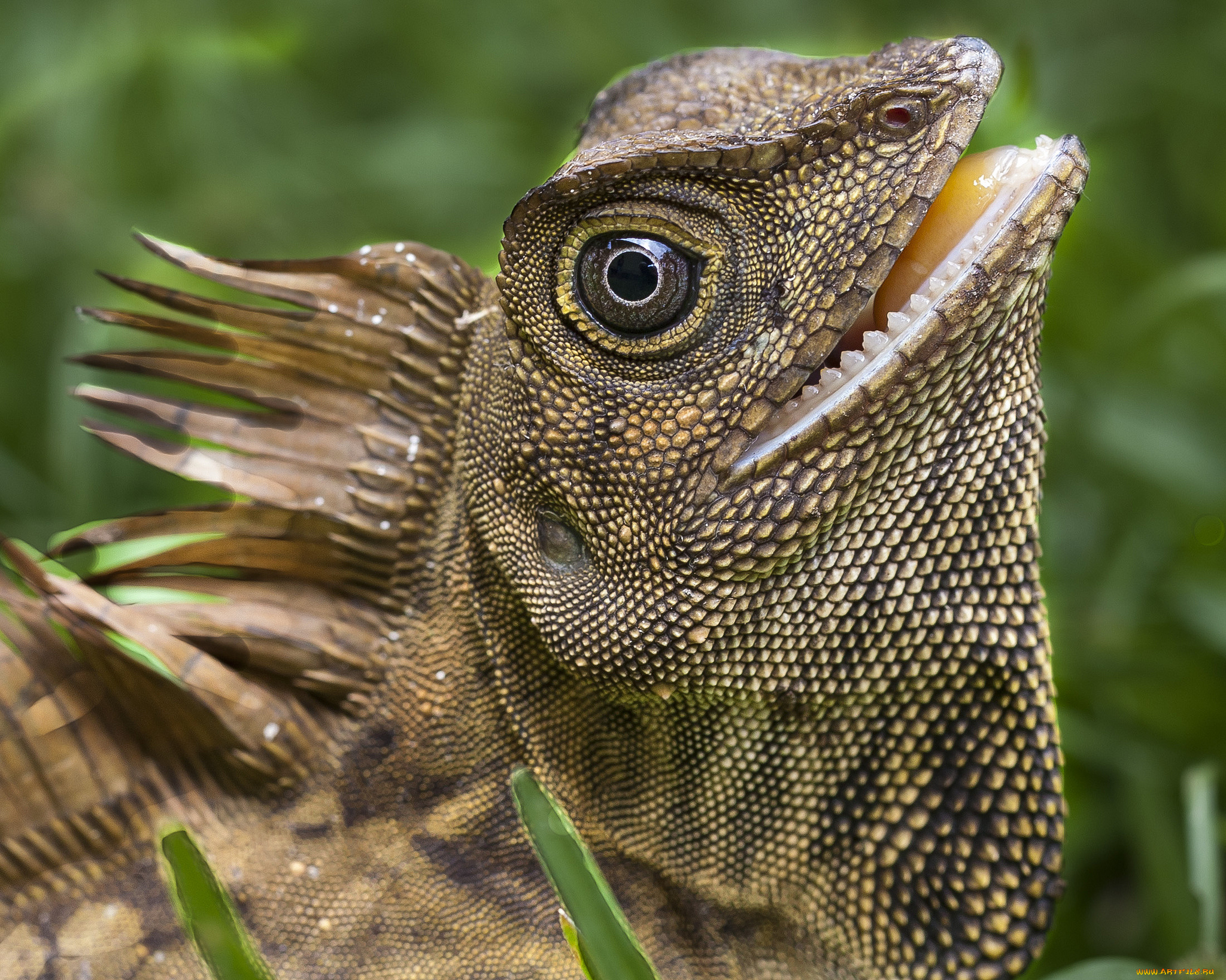 животные, Ящерицы, , игуаны, , вараны, голова, ящерица