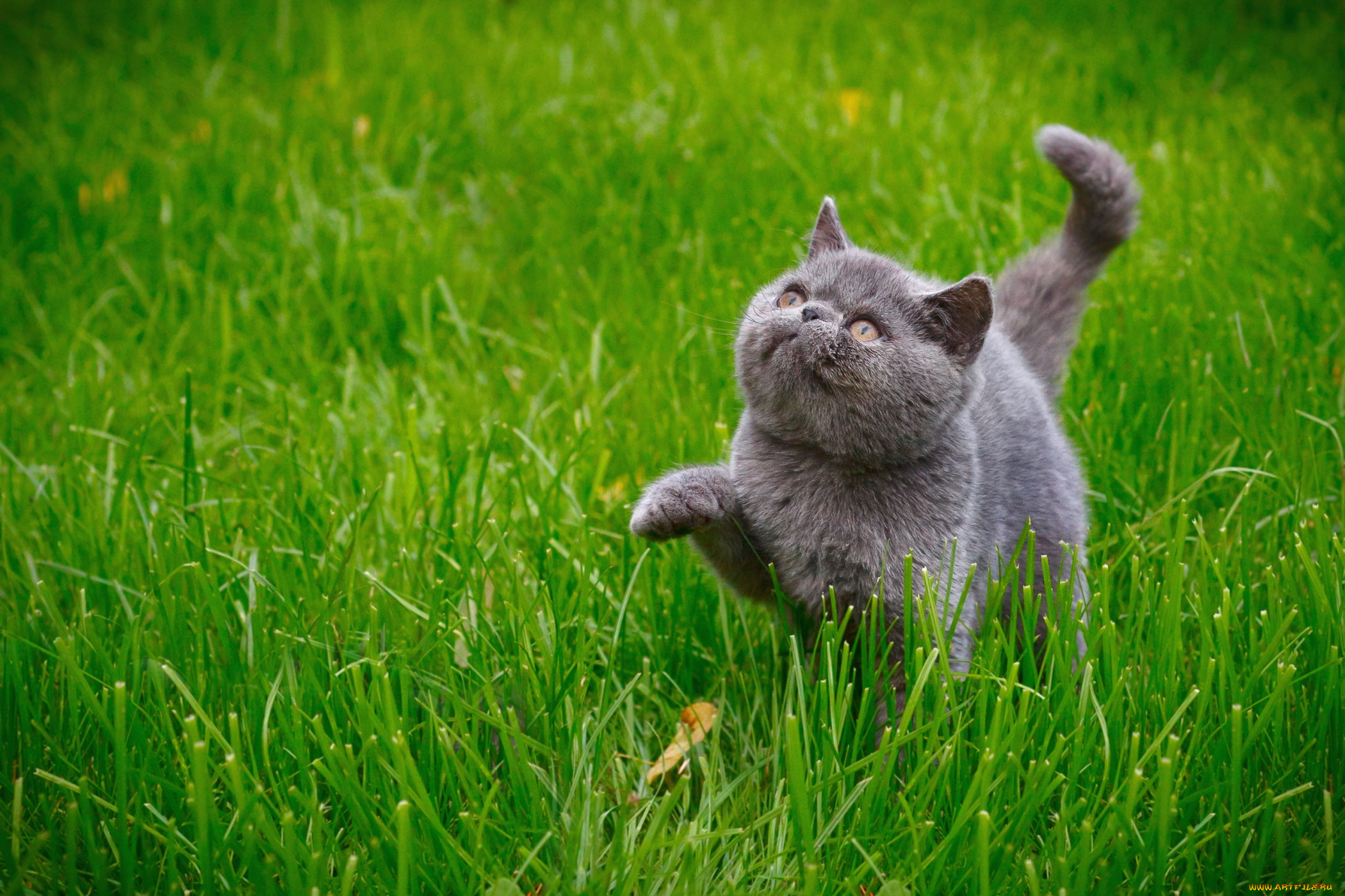 животные, коты, котенок, трава