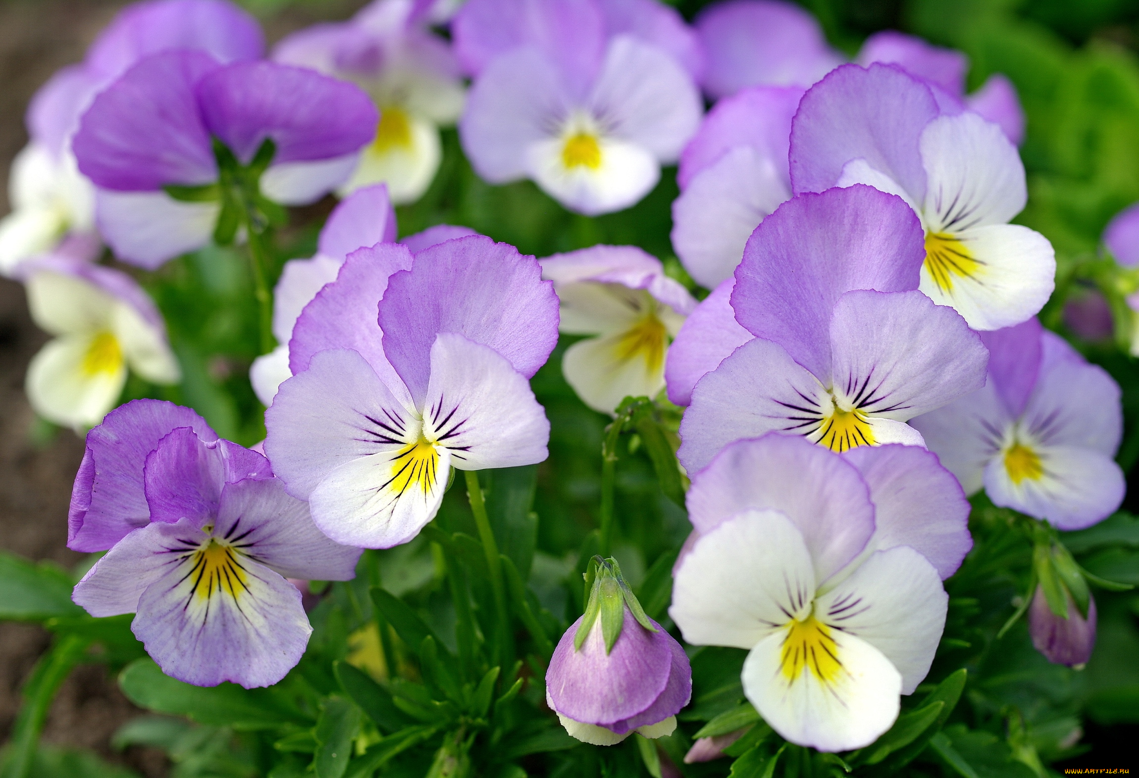 цветы, анютины, глазки, , садовые, фиалки, сиреневый