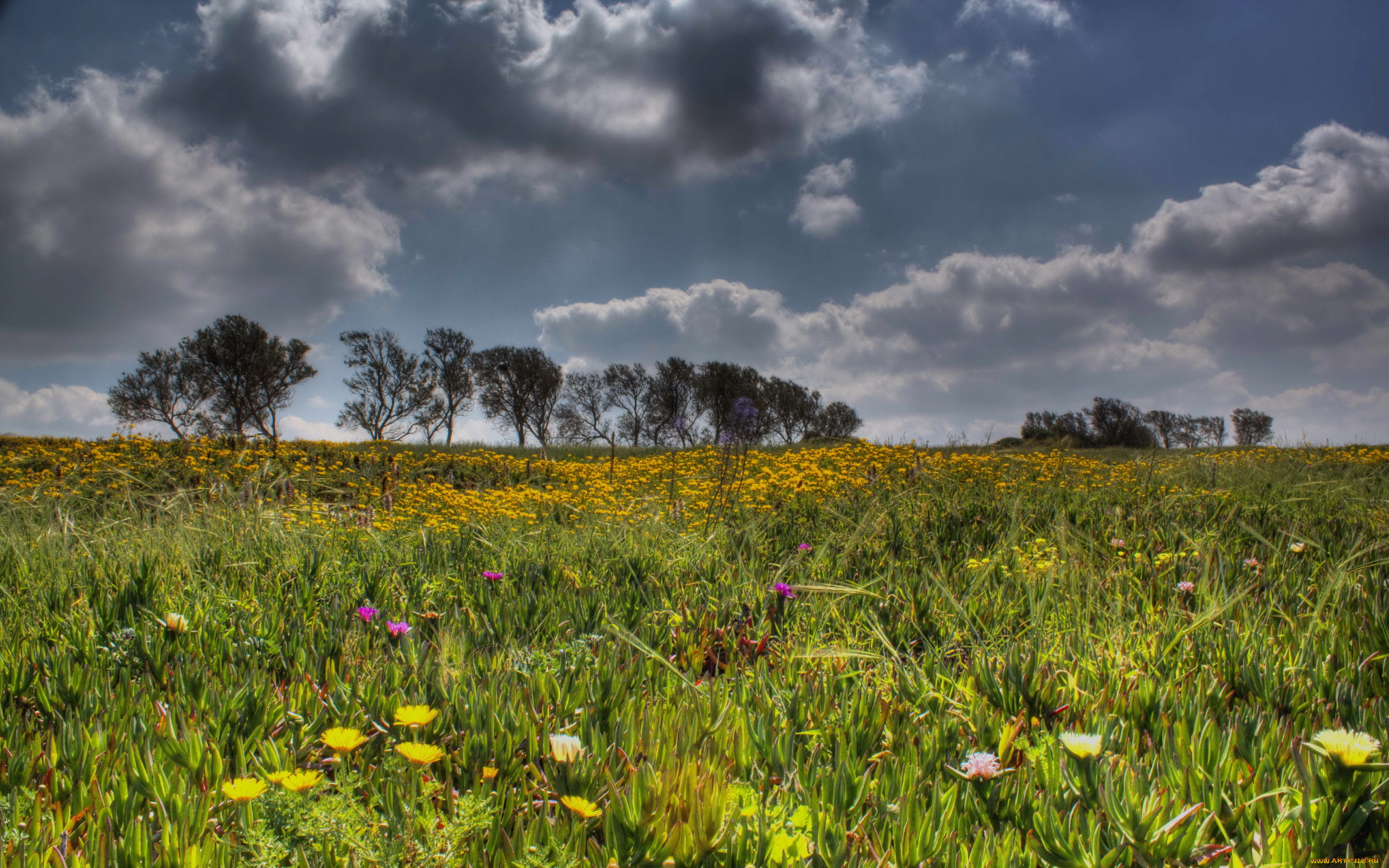 природа, луга, цветы, поле, облака